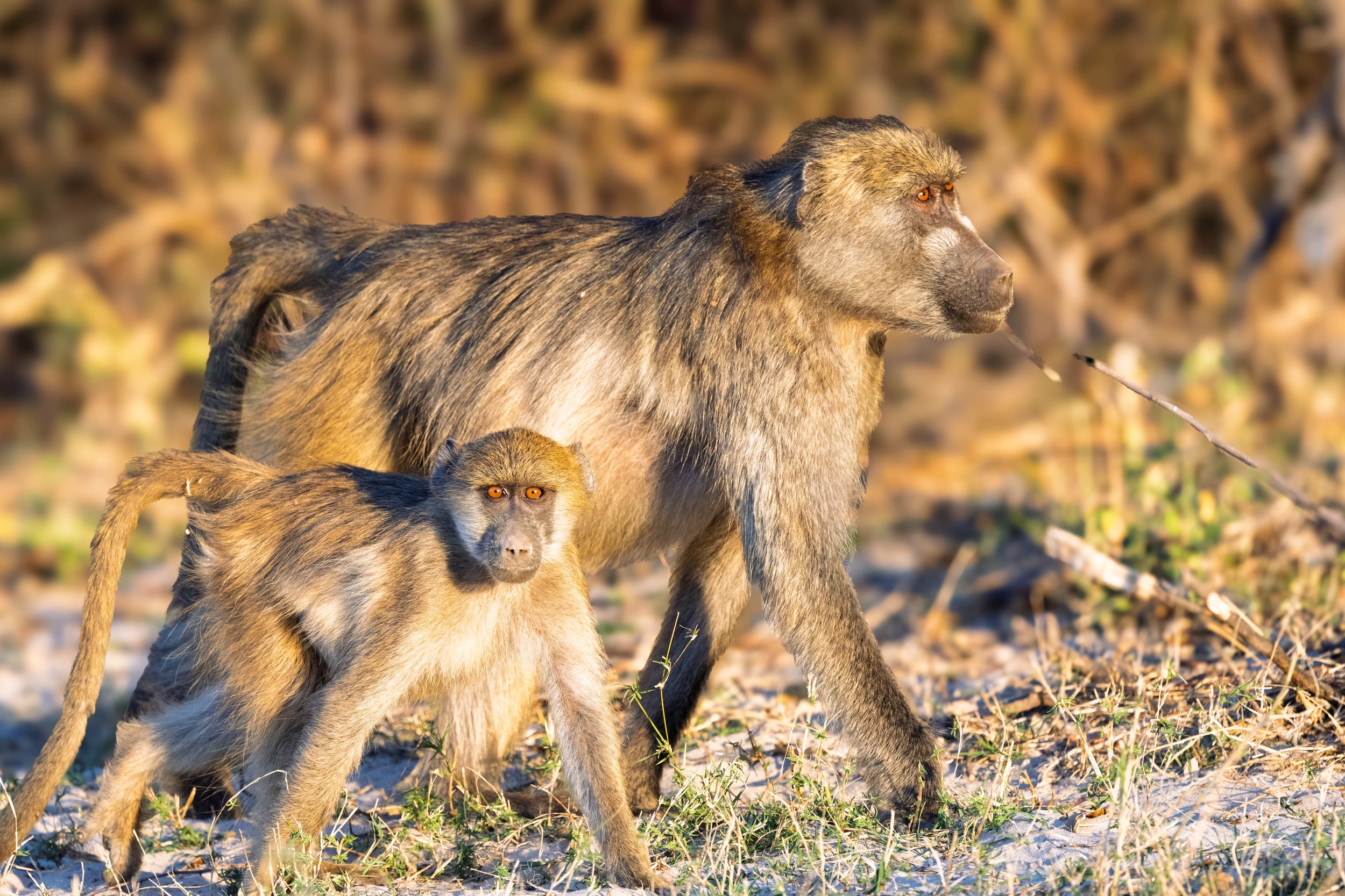 A baboon walking through a grassy area with another baby baboon clinging to its side. The background is blurred with natural vegetation.