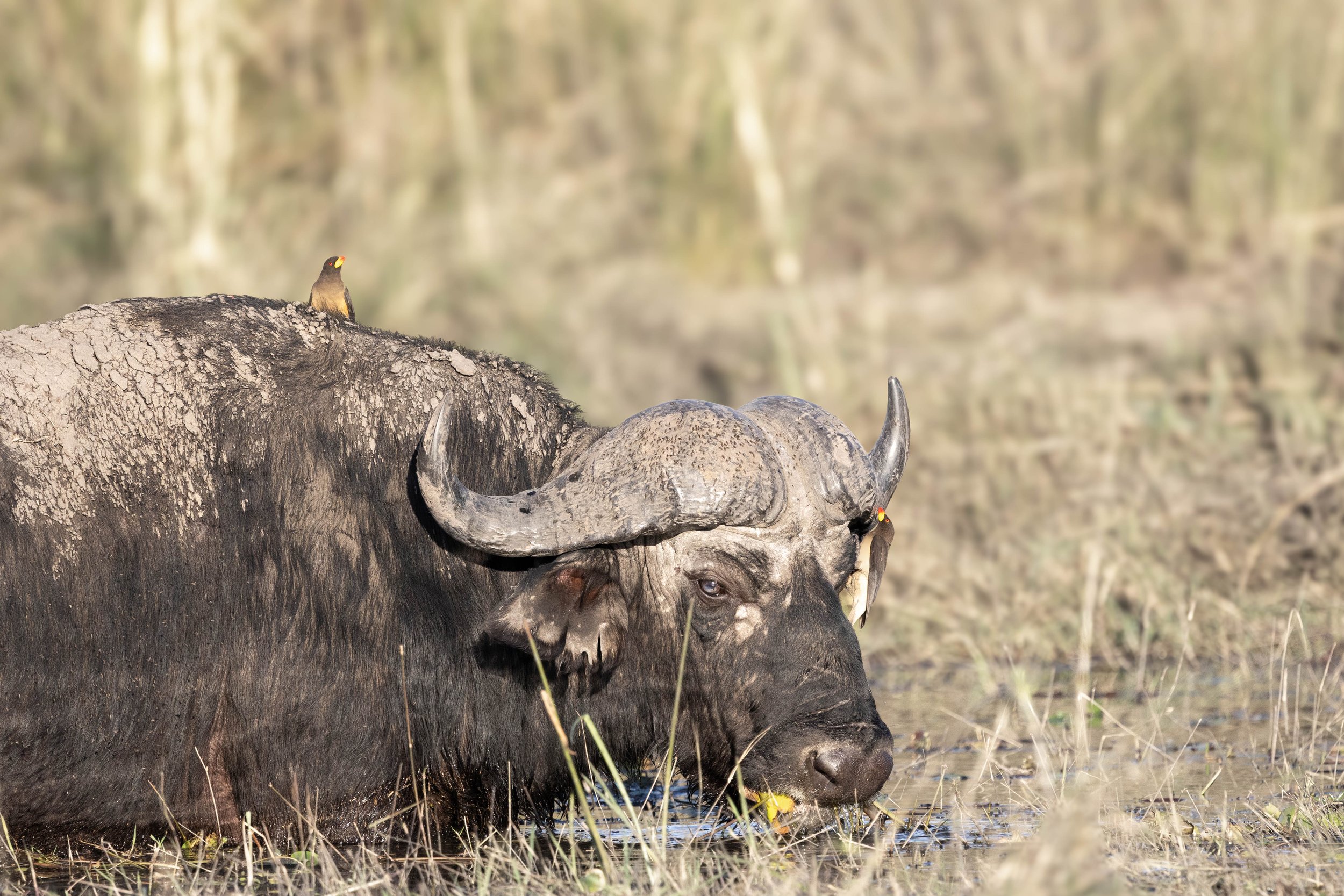 A large buffalo standing in water with a bird perched on its back.