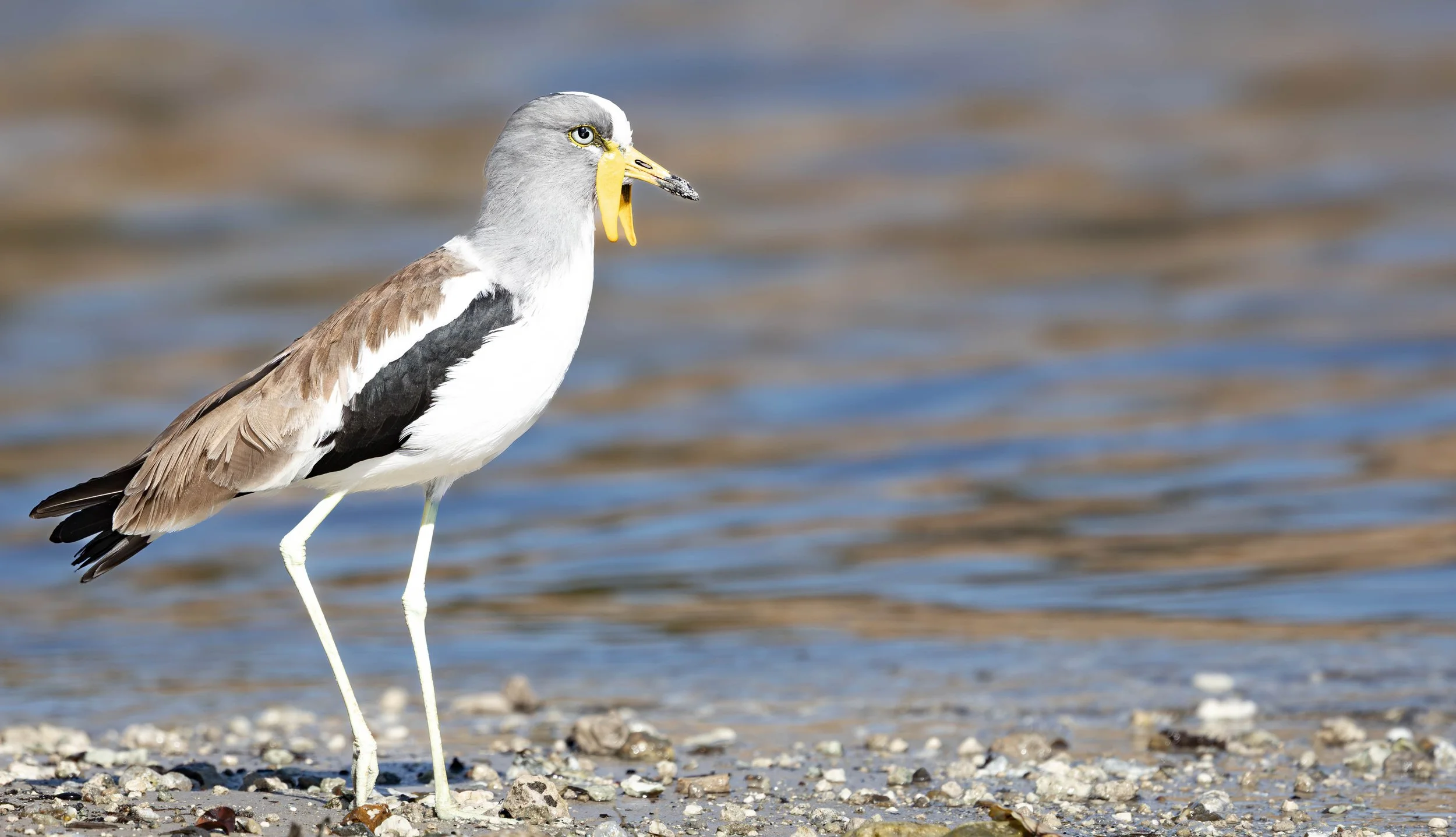 A shorebird wading in shallow water with a speckled gray and white body, black and white wings, yellow beak, and long legs.