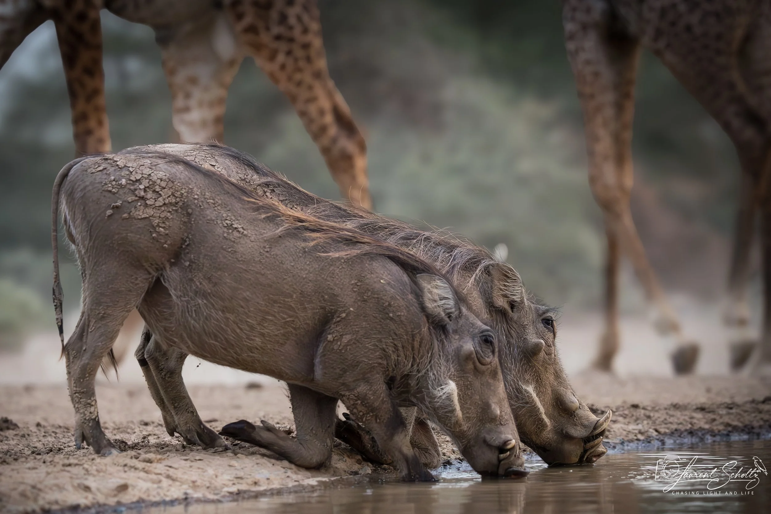 A group of young giraffes drinking water from a waterhole, with one giraffe visibly covered in mud and dirt on its body.