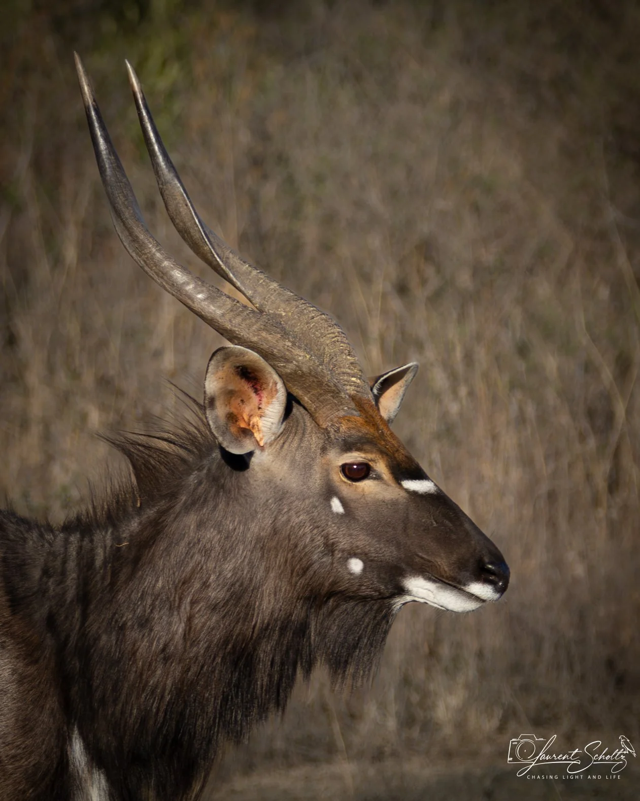 Side profile of a Nyala Bull  with spiral horns and white markings on face, standing in a grassy environment.