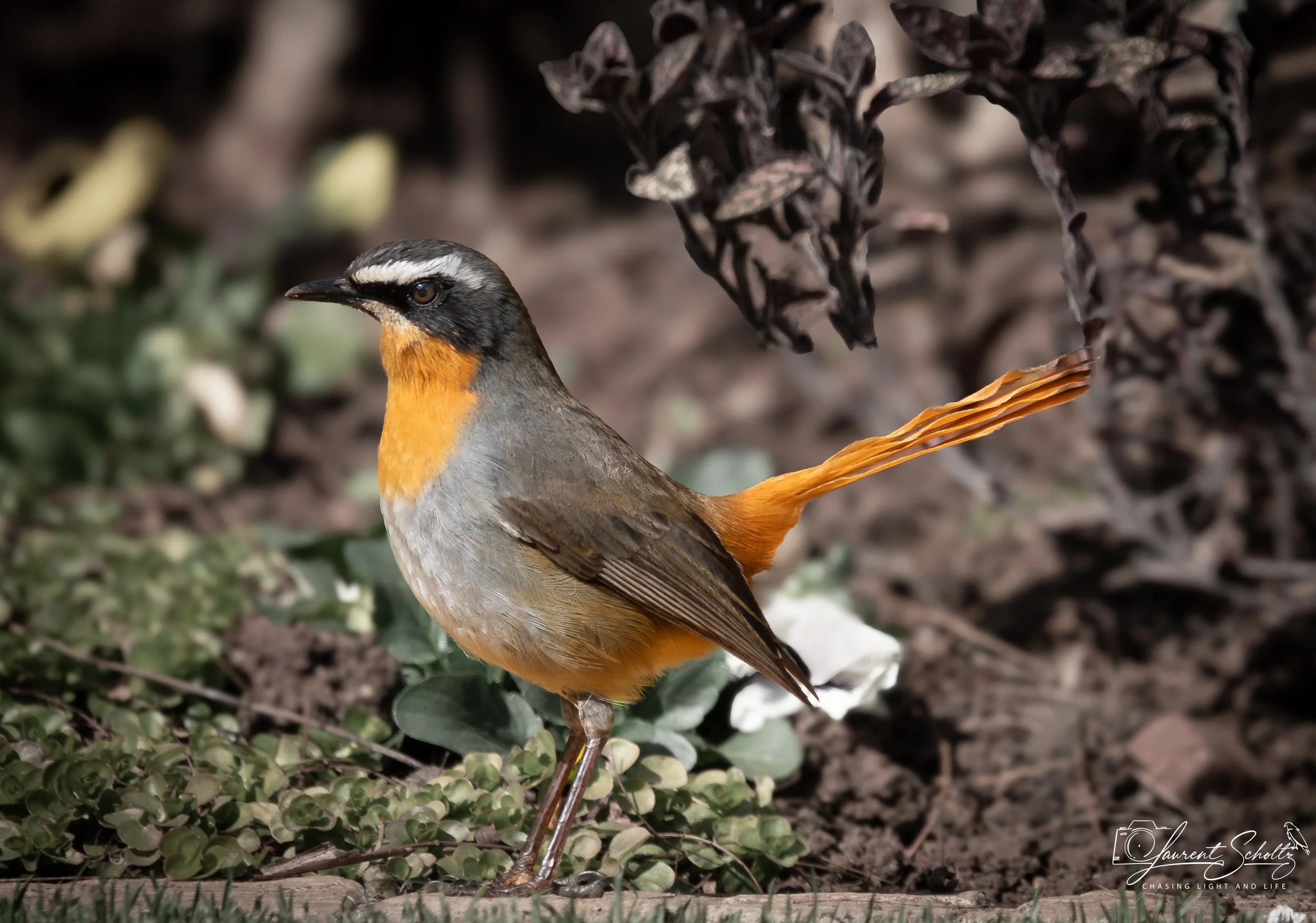 A bird with orange, gray, and black feathers standing on the ground among green plants and leaves.