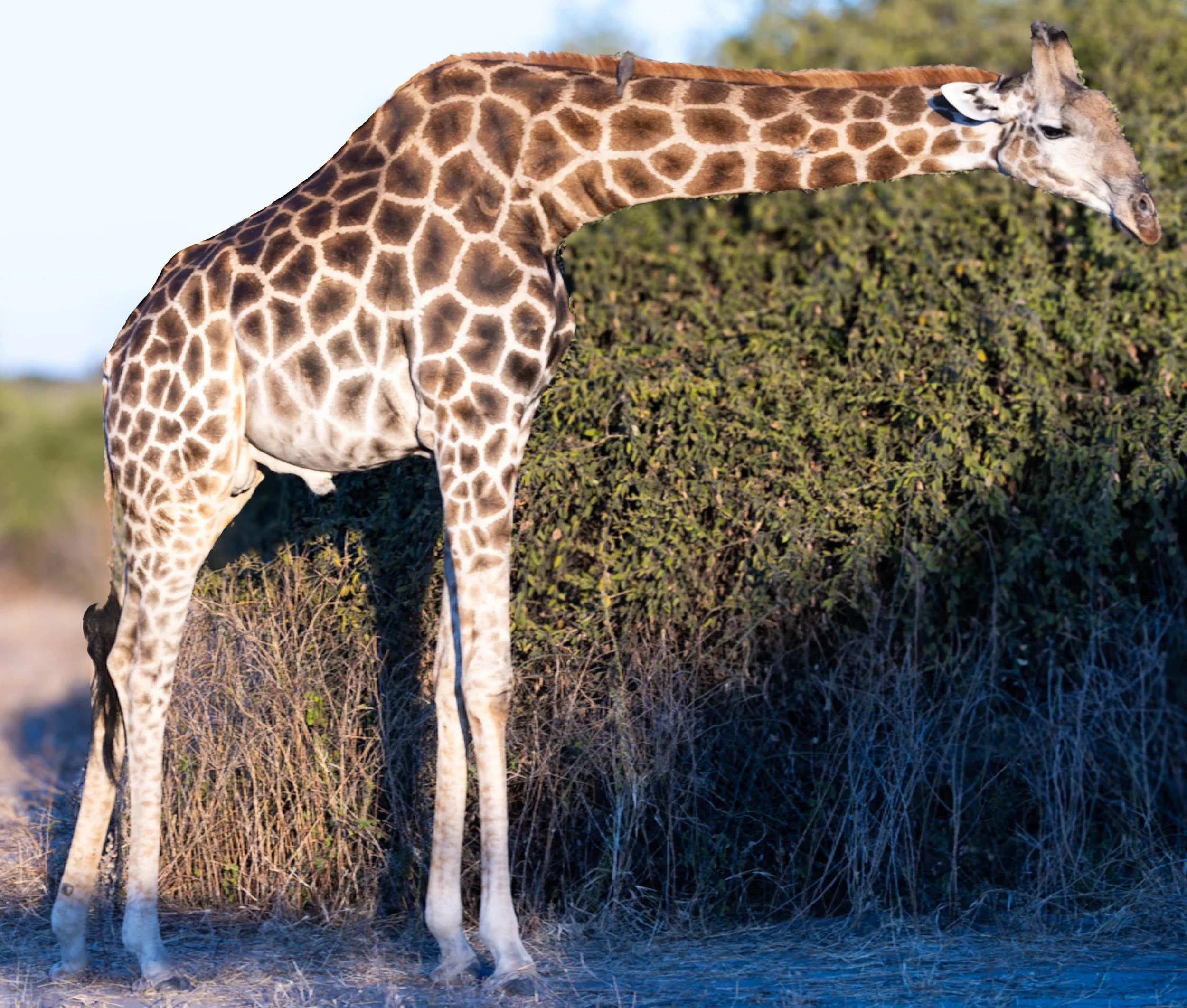 A giraffe with a long neck and a patterned coat of orange-brown patches on a pale background, standing outdoors on grassy terrain with bushes and trees in the background.