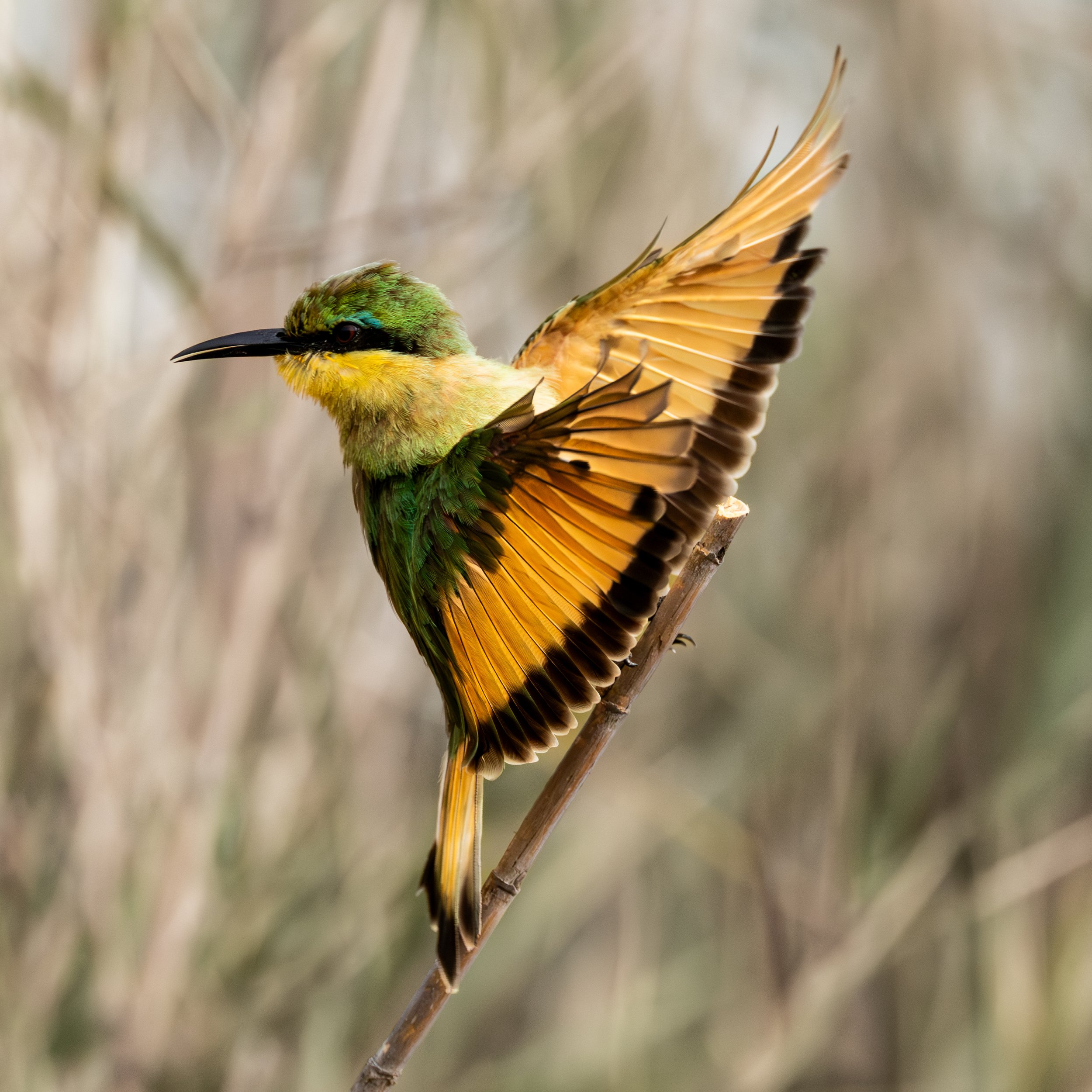 A small bird with green, yellow, and black feathers perched on a thin branch with its wings spread open, in a natural habitat with blurred background.
