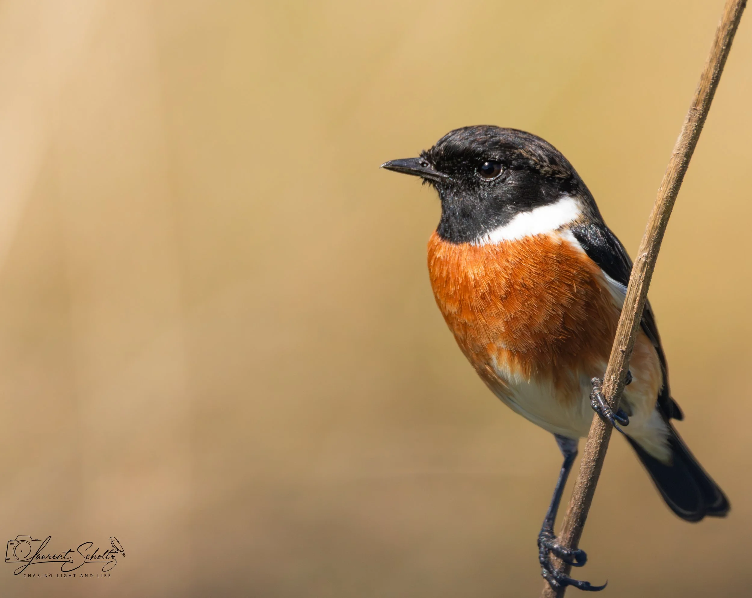 Close-up of a bird with black, white, and orange feathers perched on a branch.
