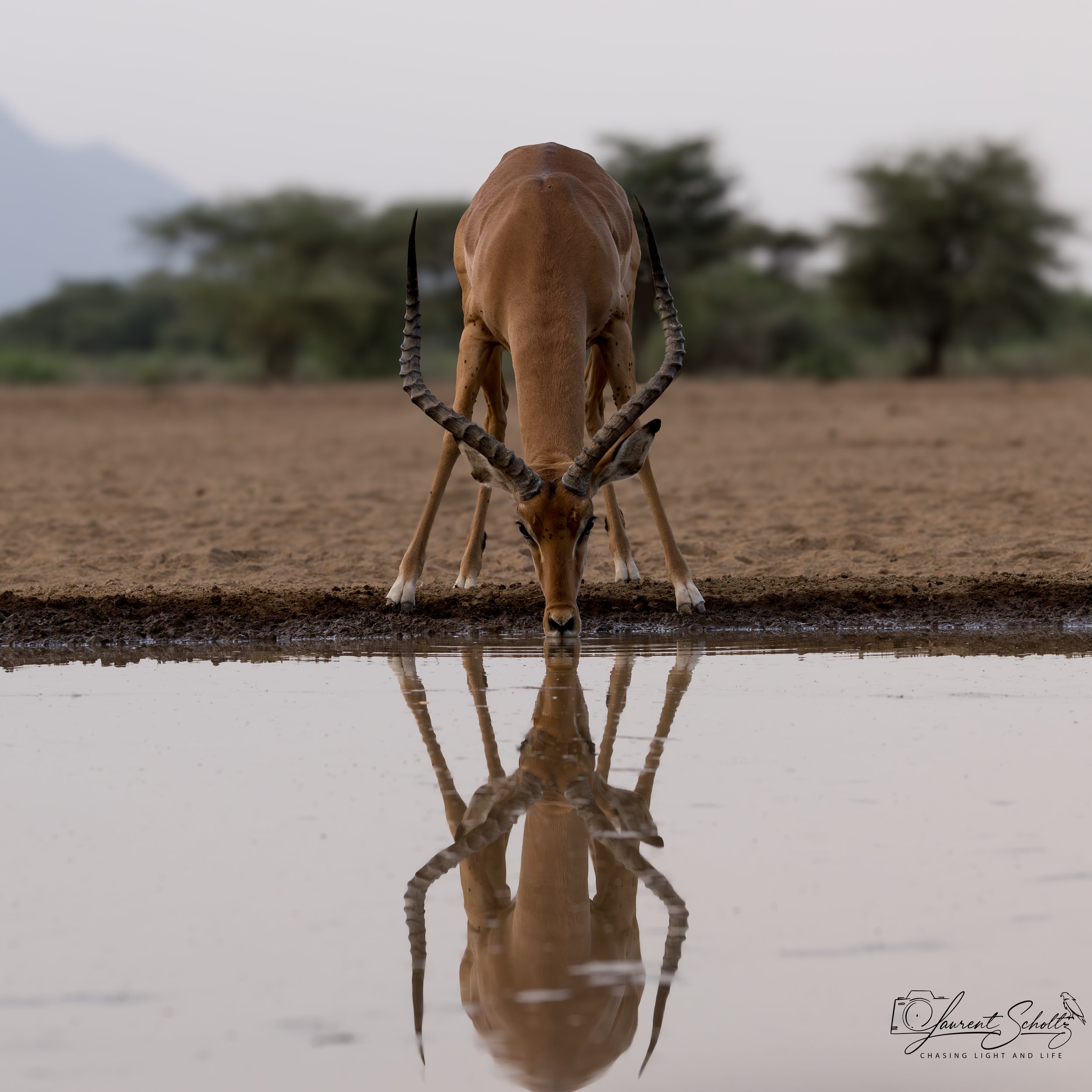 A gazelle standing by water, reflected on the surface with a blurred savannah landscape and trees in the background.