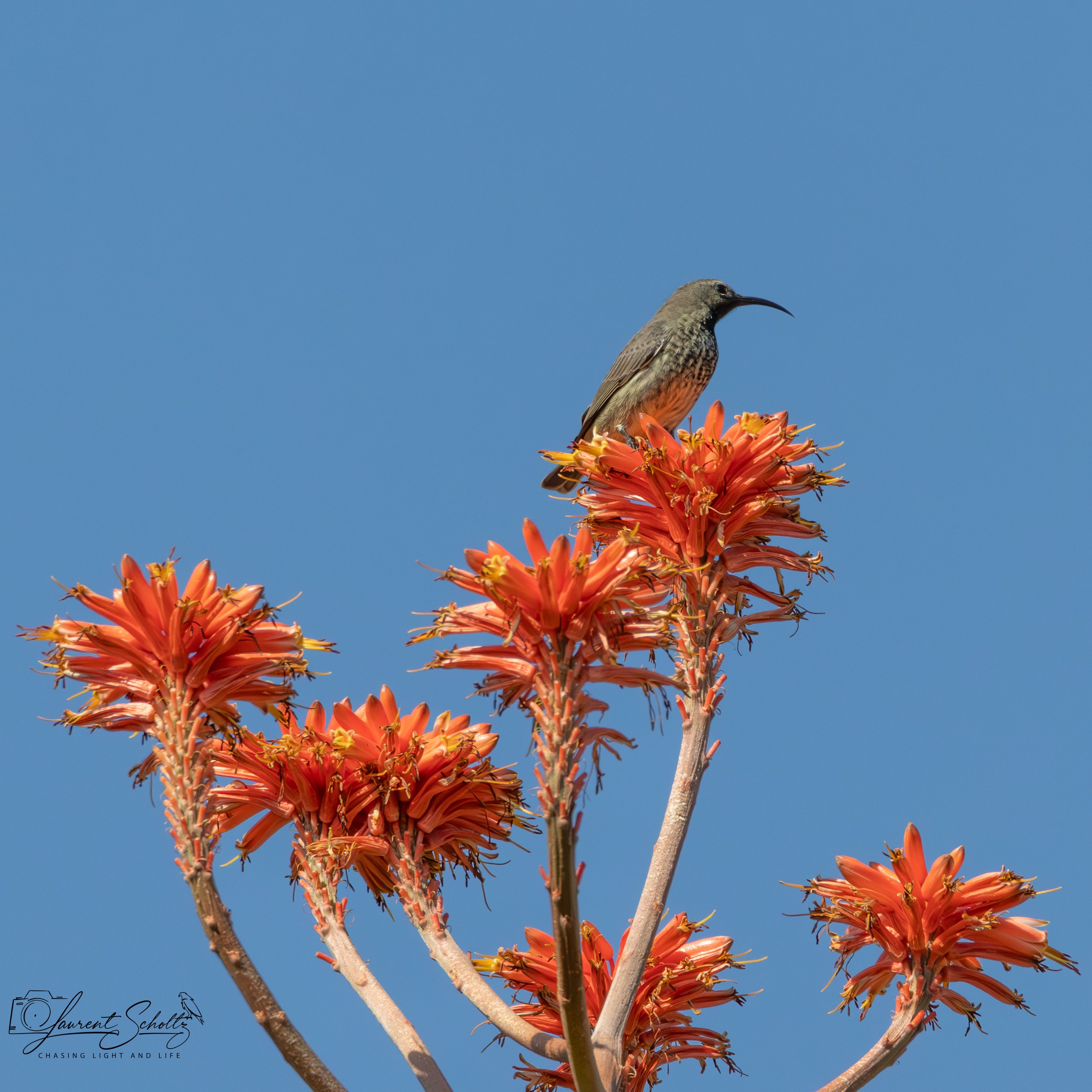 A bird with a slender, curved beak and brown and gray plumage perched on an orange flowering plant against a clear blue sky.