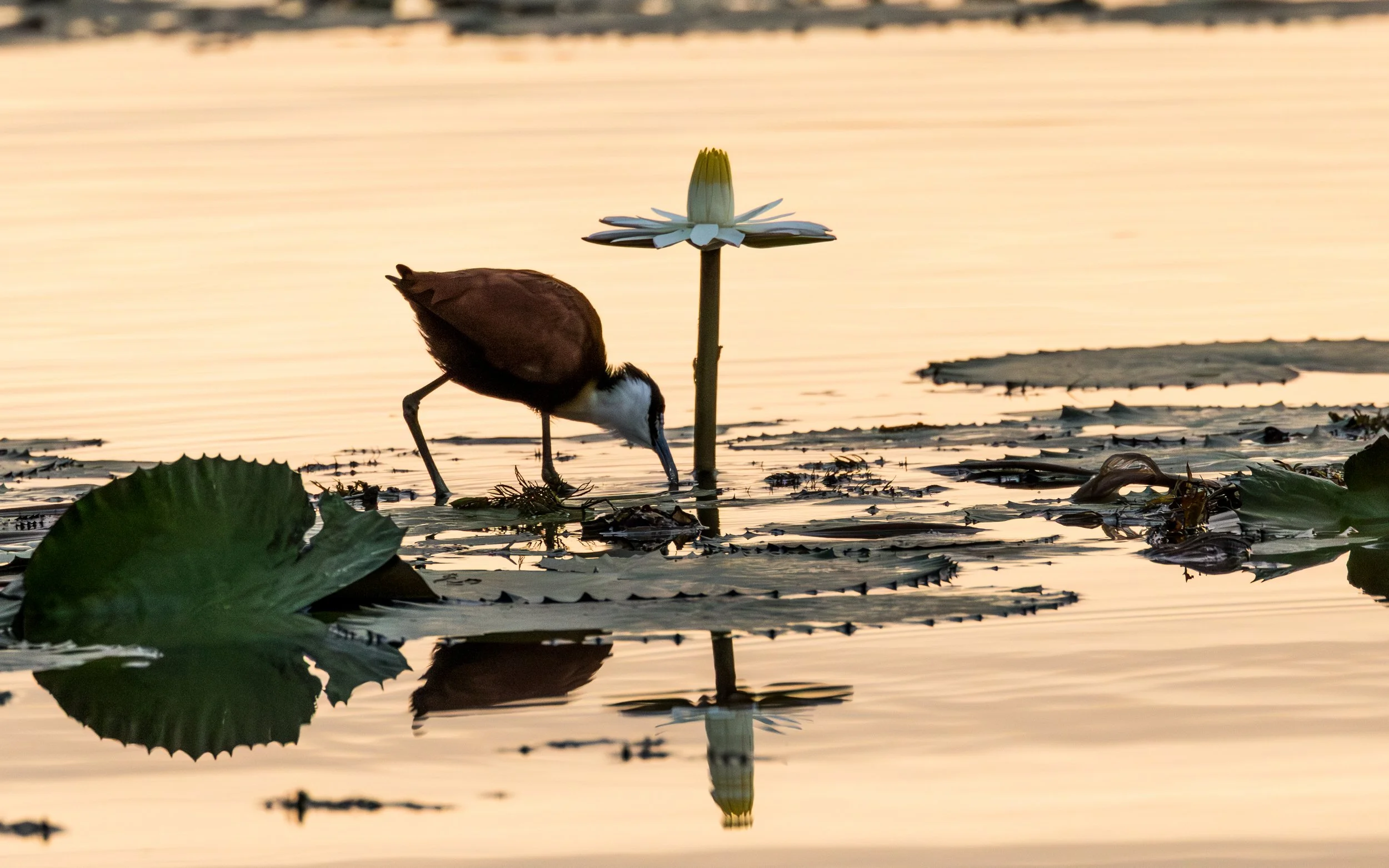 A jacana  standing in shallow water near a white water lily in a pond during sunset.