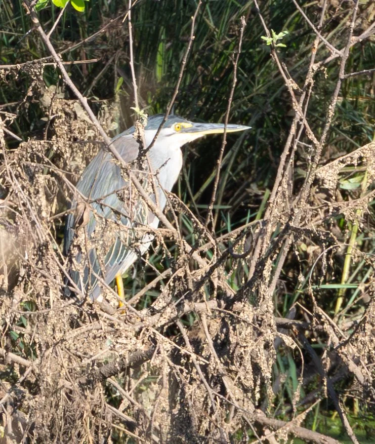 A heron standing among dense, dry, brown branches near a body of water in a marshy area.