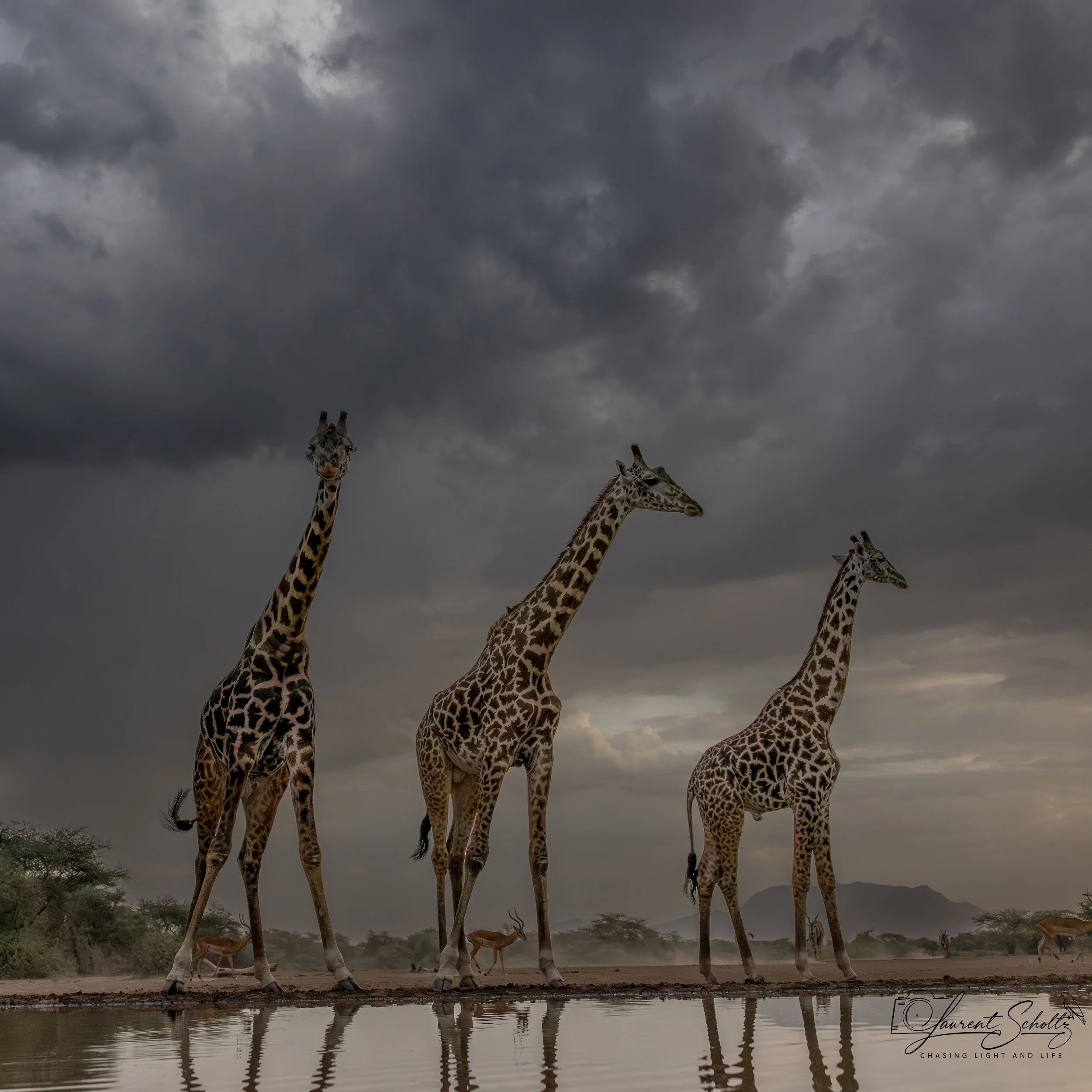 A group of giraffes standing near water with dark storm clouds in the sky above.