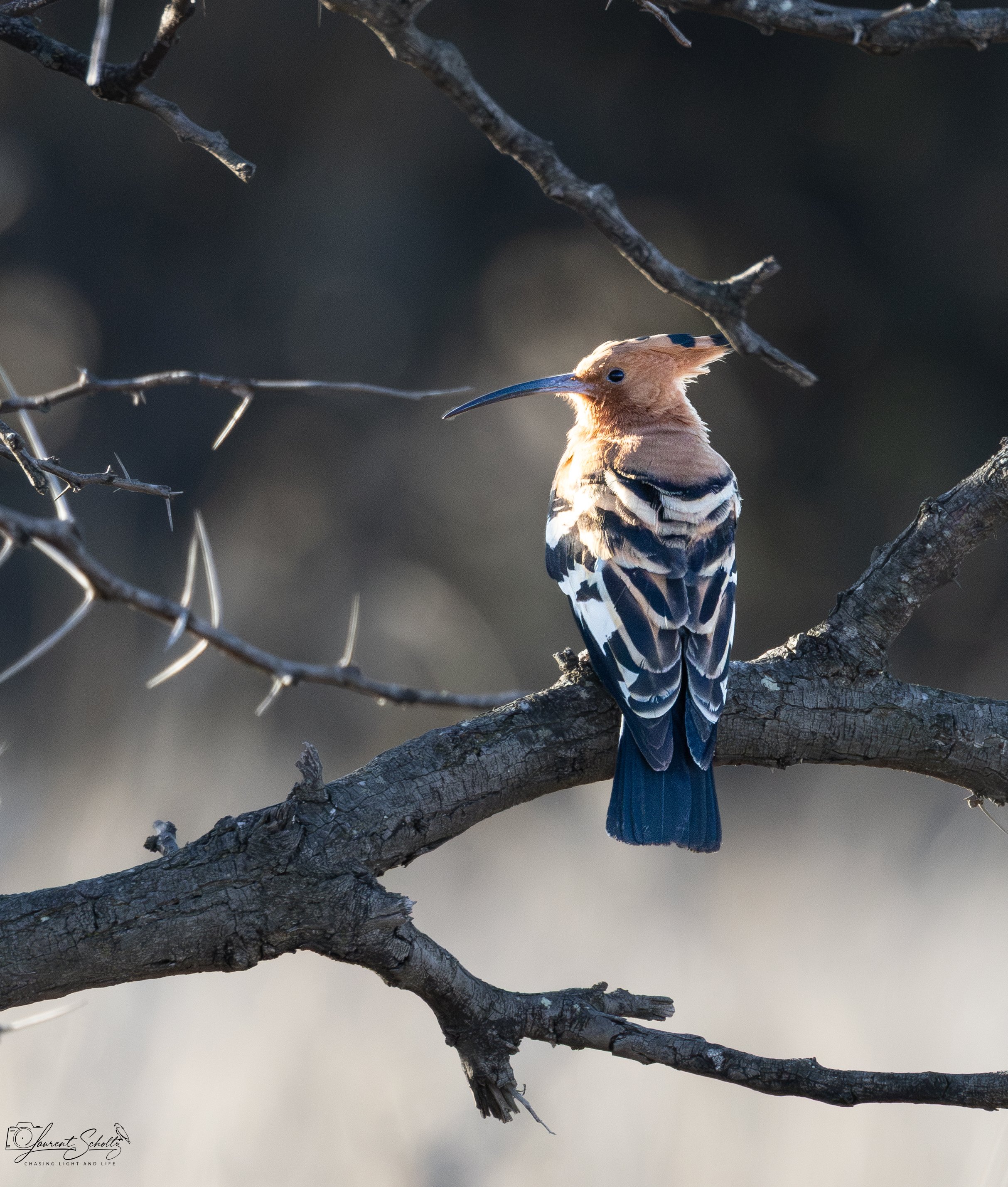 An african hoopoe curved beak perched on a branch against a blurred background.