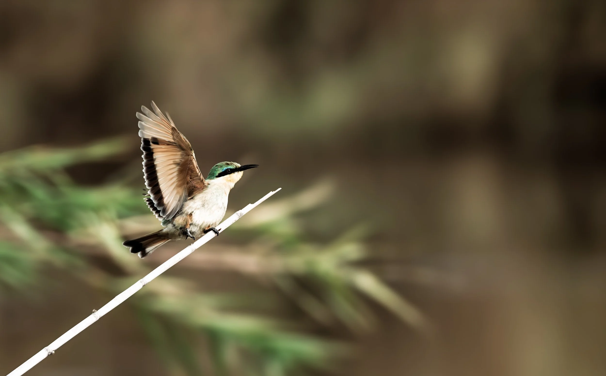 A small bird with brown, black, and greenish feathers perched on a thin white branch with its wings partially open.