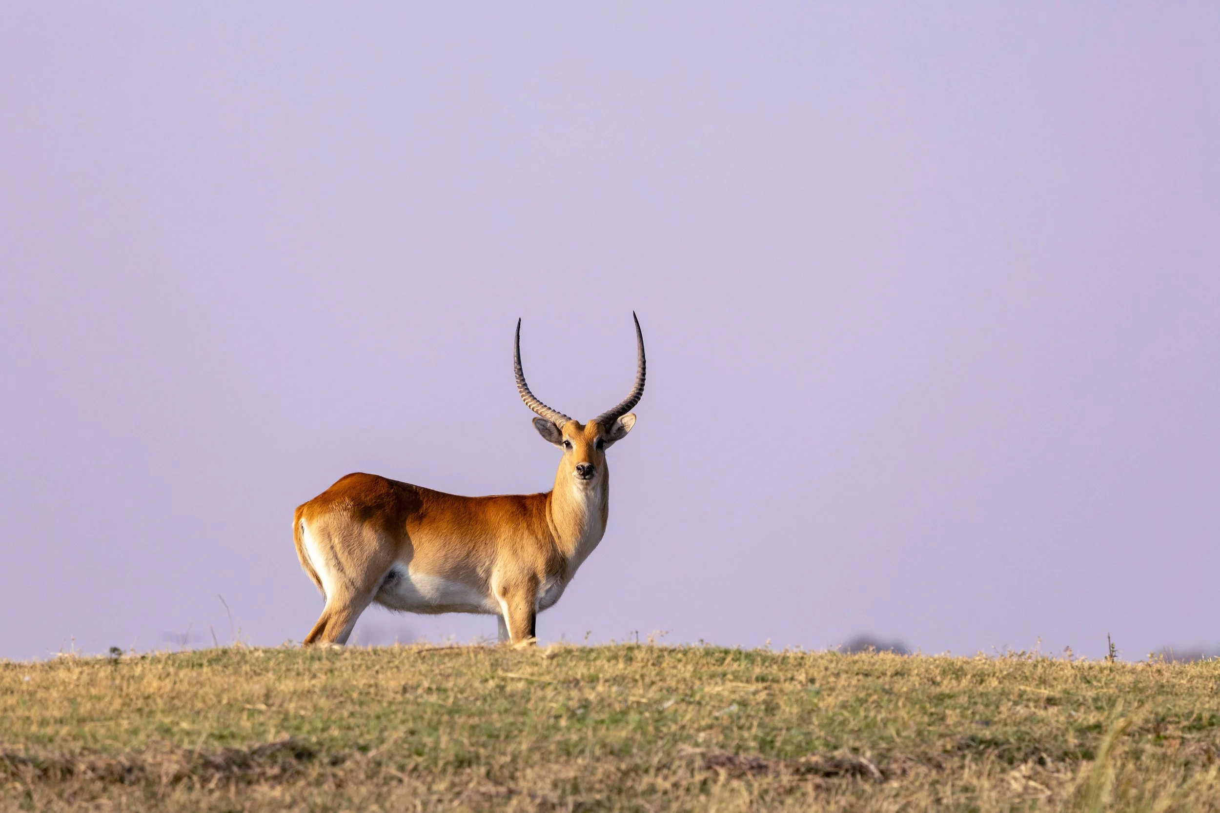 A close-up of an antelope with long, curved horns standing on a grassy plain under a clear sky.