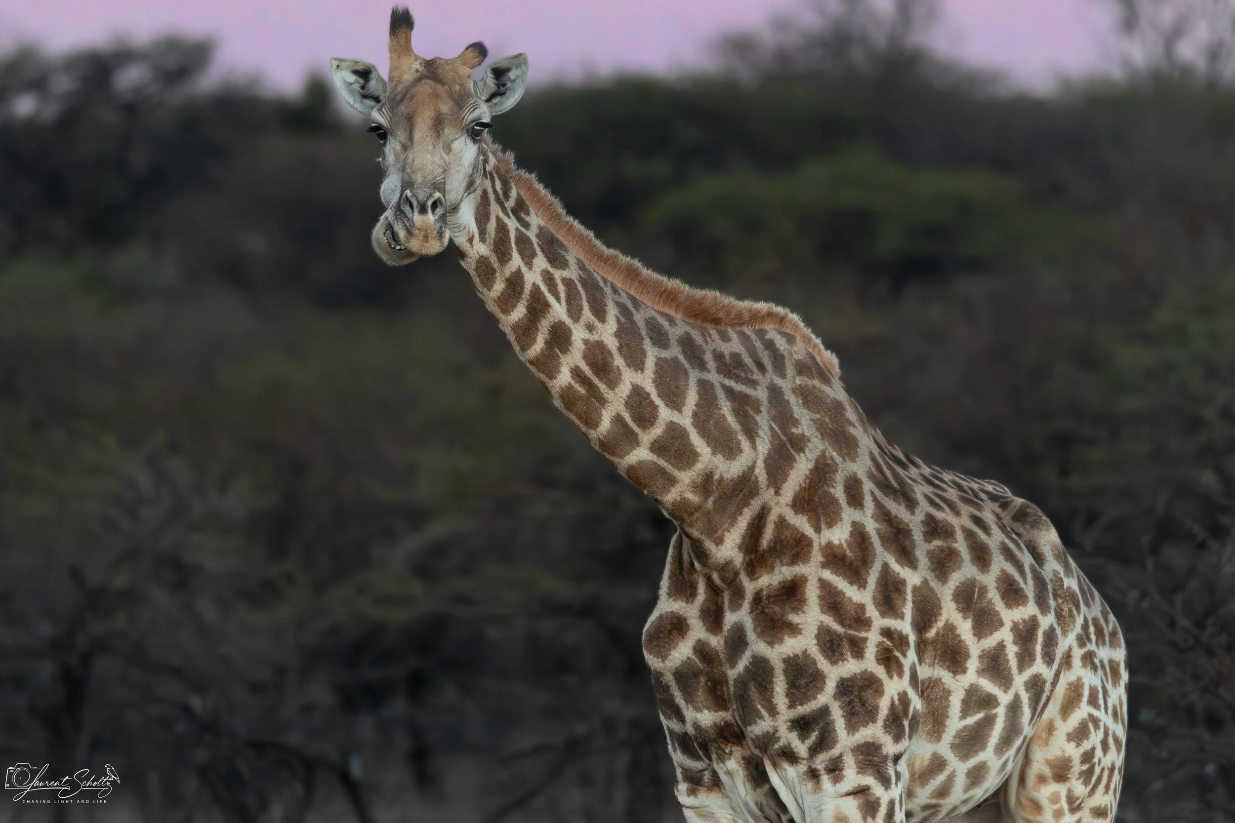 Close-up of a giraffe’s head, neck, and part of its body with distinctive brown and white patterned fur, standing outdoors during dusk or sunrise with trees and a pinkish sky in the background.