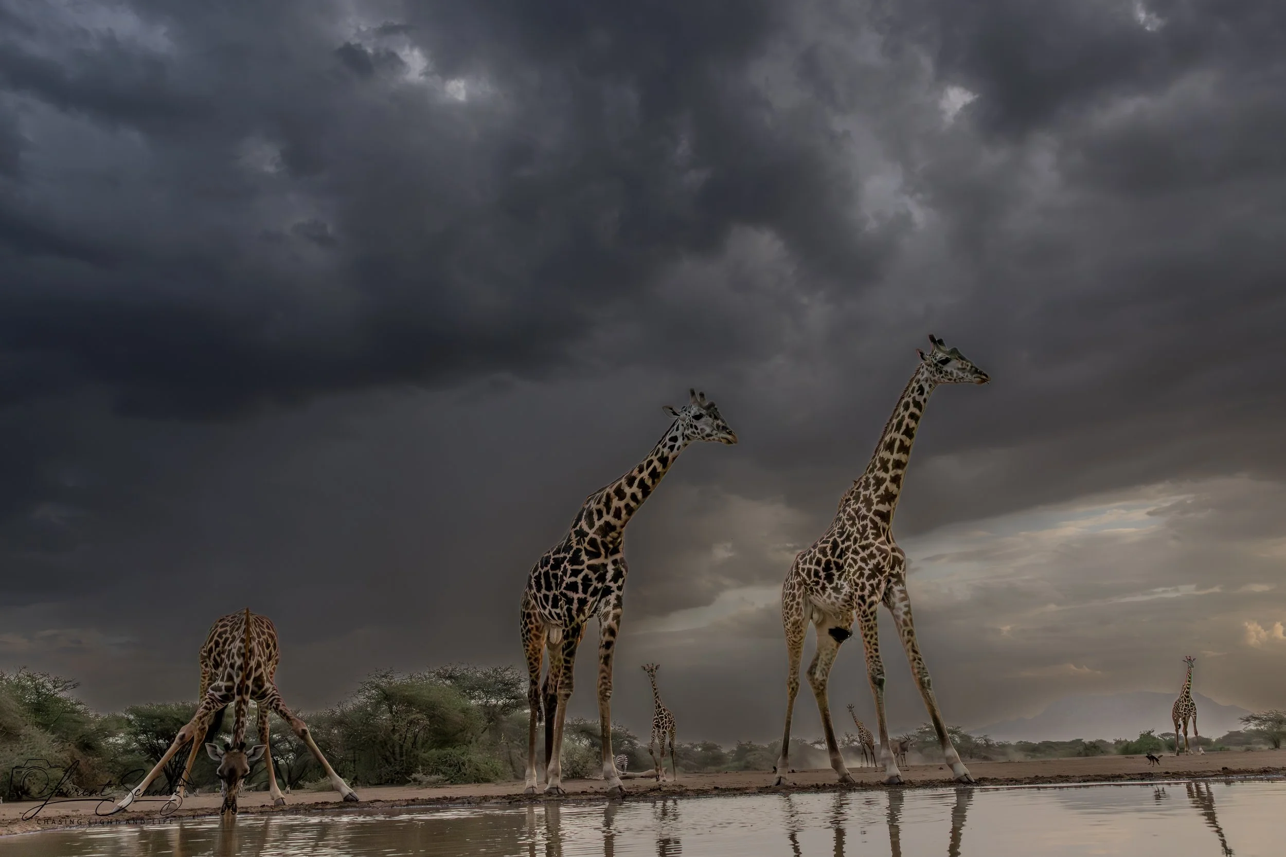 Giraffes standing by a water body under dark cloudy sky in the wilderness.