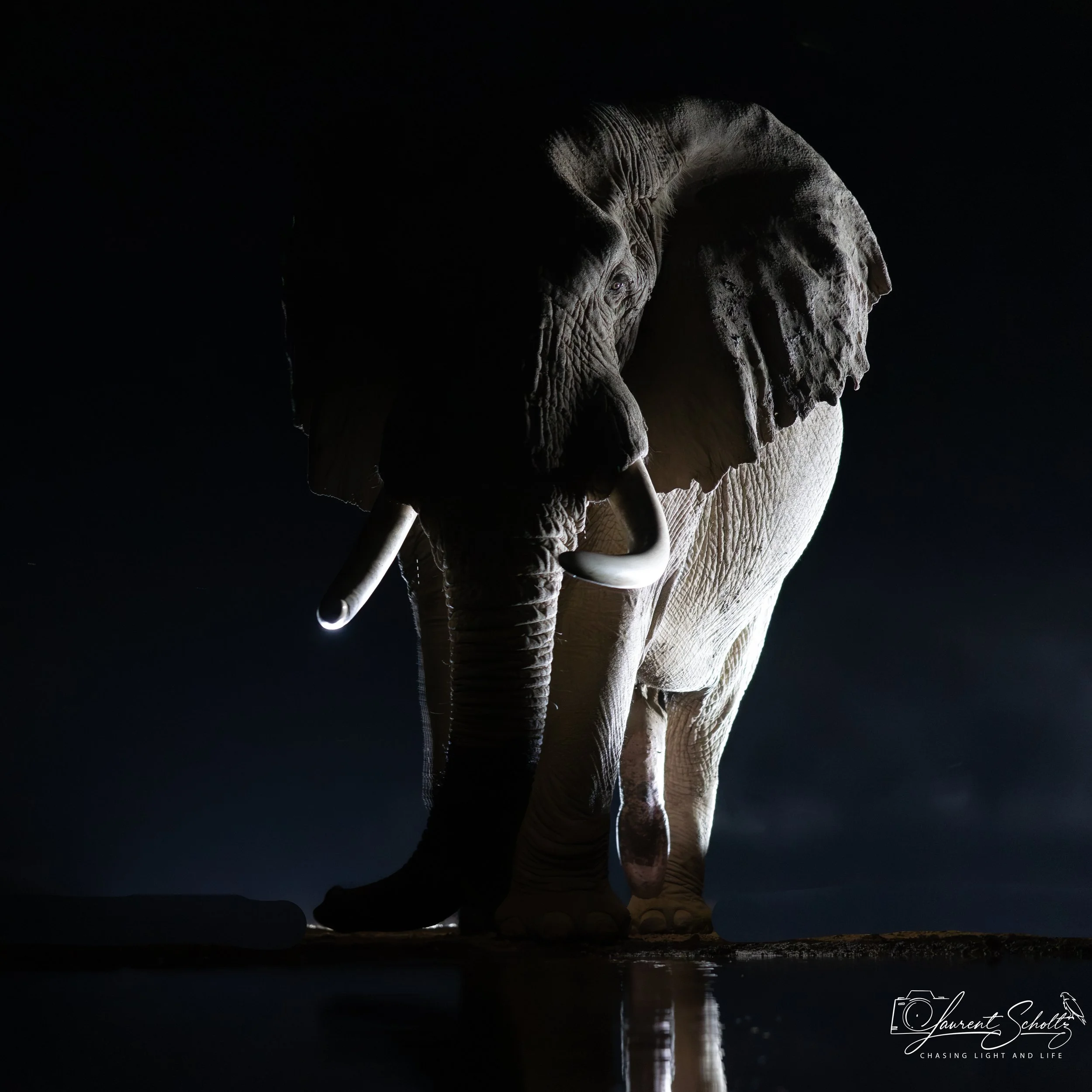 Underexposed photograph of an elephant standing at water's edge during nighttime, with a reflection in the water.