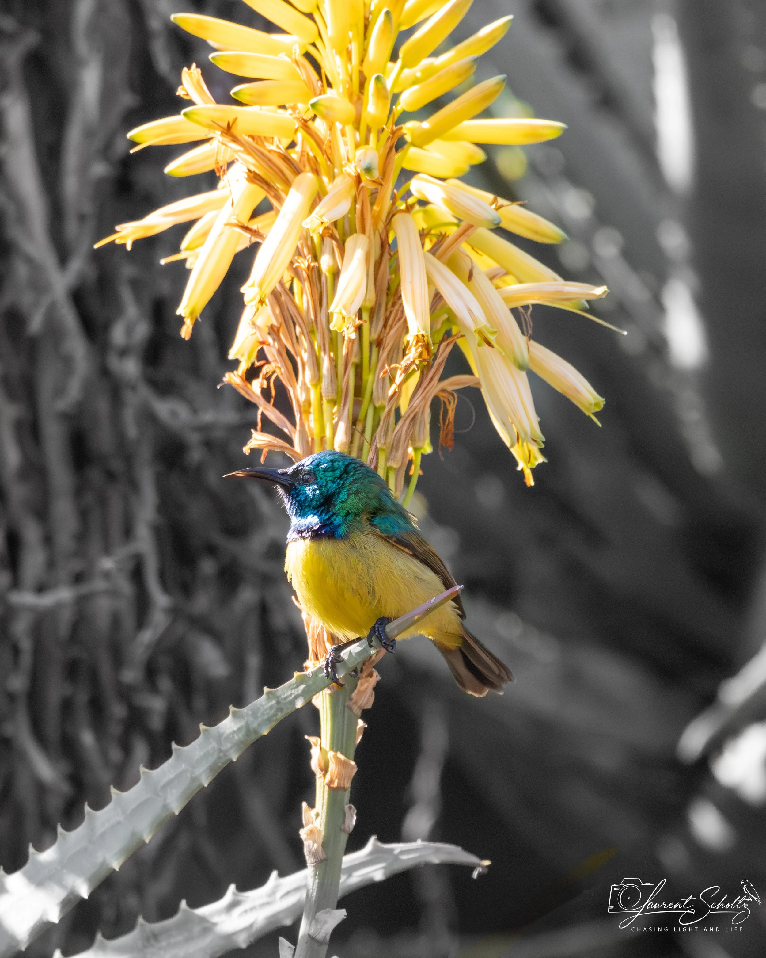 A brightly colored collared sunbird with shades of blue, green, and yellow on its feathers, perched on a tall, thick, gray cactus with yellow flowers at the top. The background is black and white, making the bird and cactus stand out vividly.