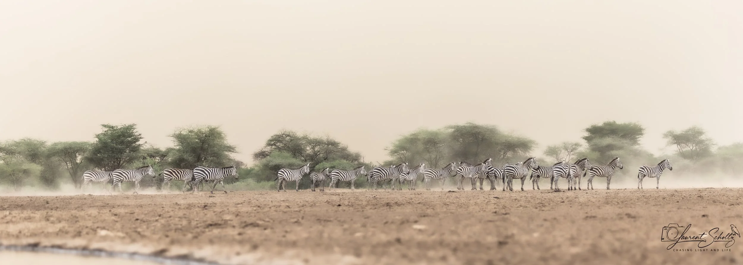 A herd of zebras walking across a dry landscape with some bushes and trees in the background.