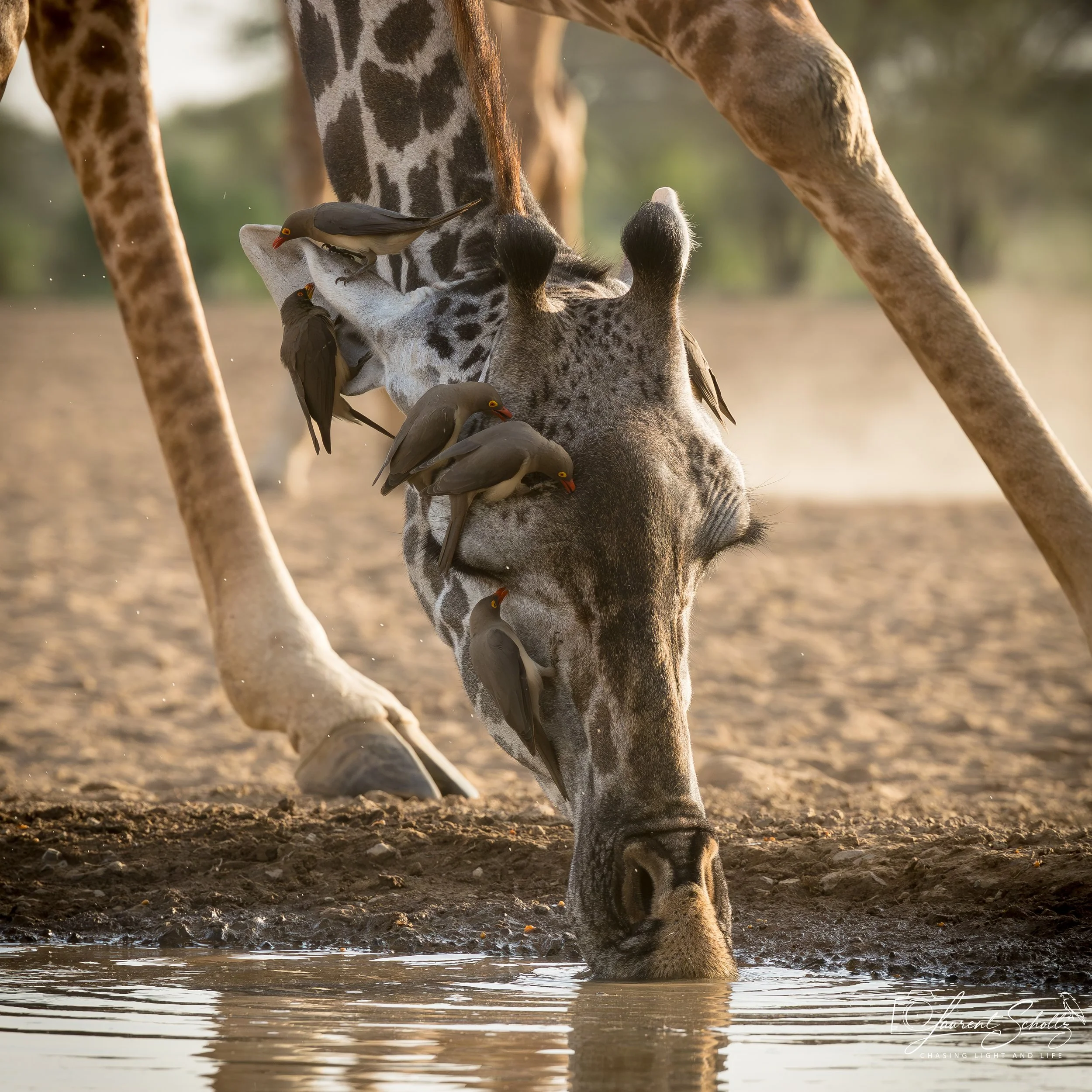 A giraffe drinking water from a river, with the reflection visible in the water. The giraffe has a unique spotted pattern and is surrounded by a natural, outdoor setting.
