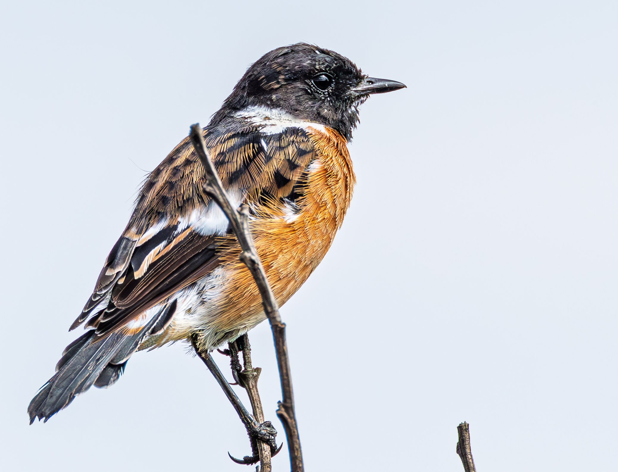 A small bird with dark head and beak, and brown, white, and black patterned feathers, perched on a thin branch against a plain pale sky background.