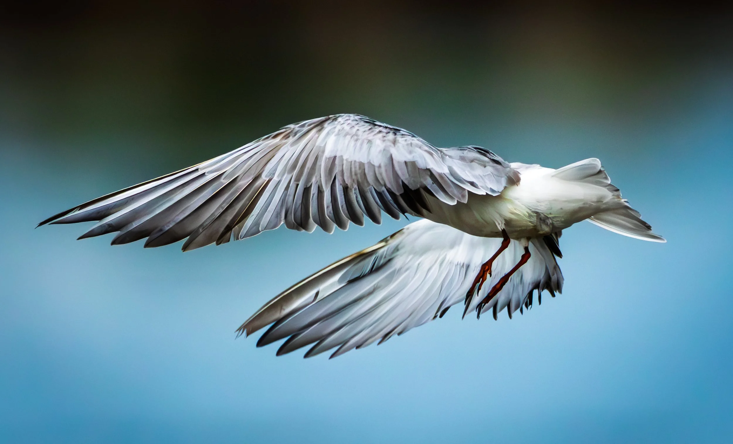A close-up of a bird in flight, showing its outstretched wings with detailed feathers against a blurred background.
