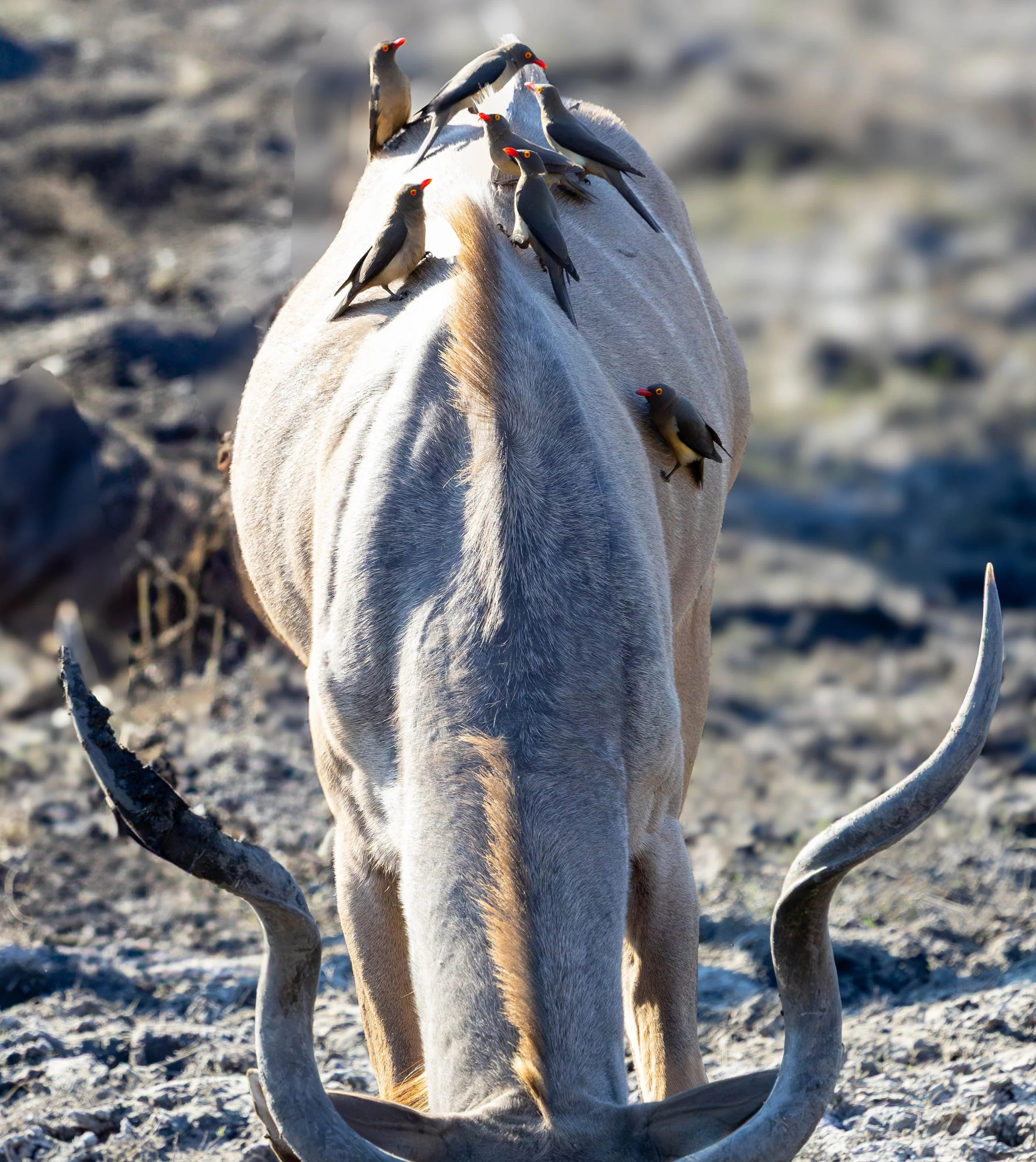 A group of birds perching on a kudu  in a sandy outdoor area.