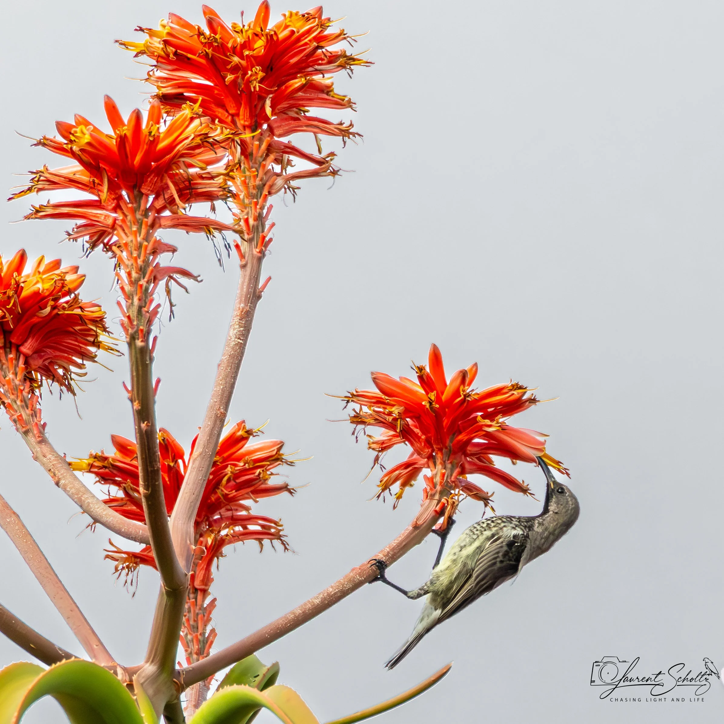 A yellow bird perched on a long, thick branch of an orange flowering plant with bright red and yellow flowers against a light gray background.