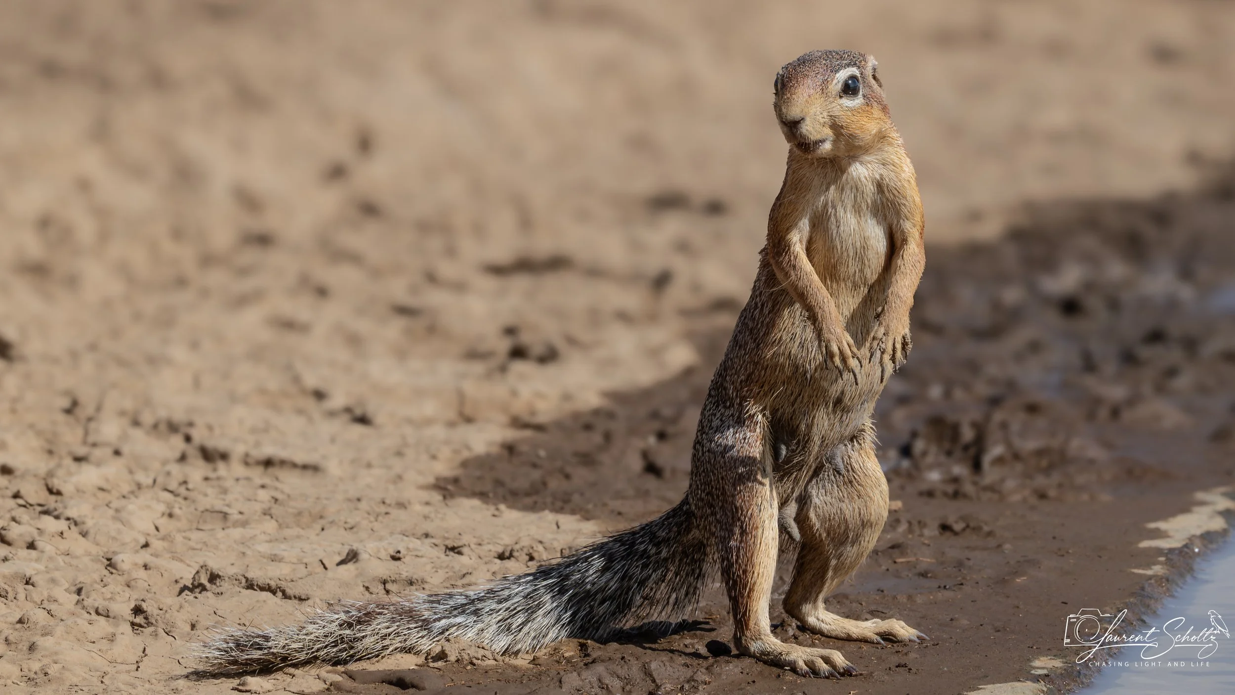 A meerkat  standing on its hind legs on a dry, sandy surface in a desert-like environment.