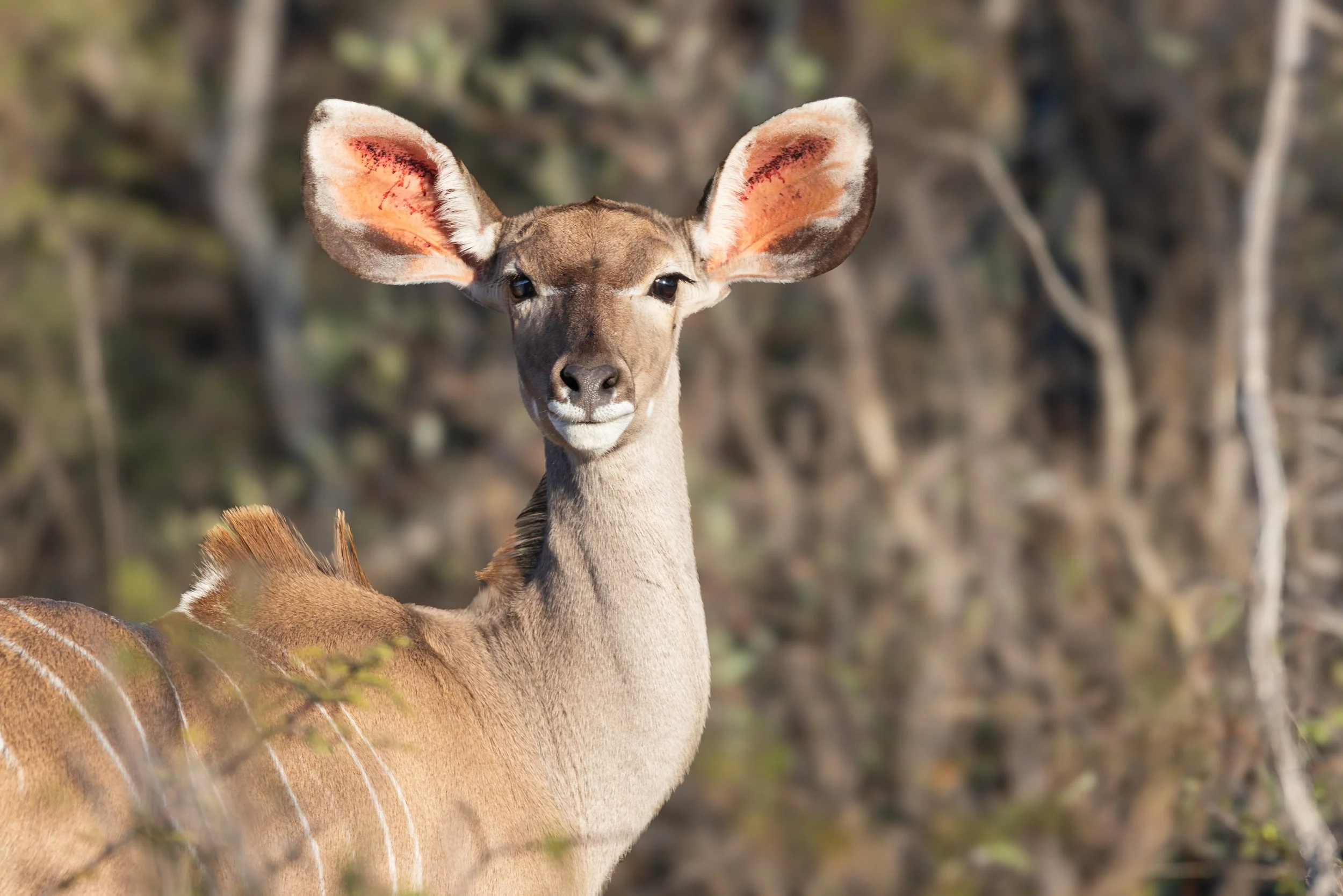 Close-up of a female kudu with large ears and striped back in a natural setting.