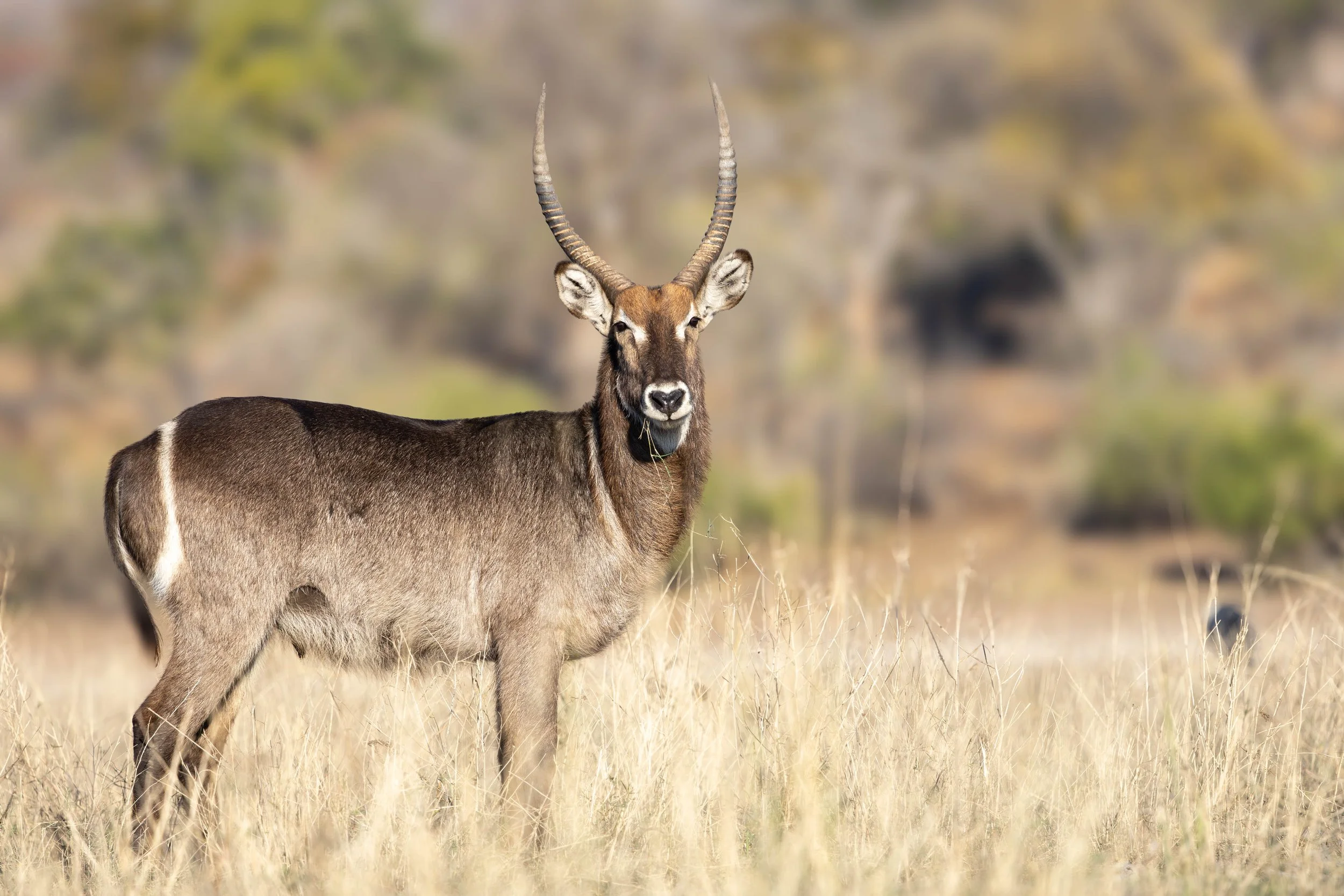 A lone water buck antelope with long, curved horns standing in a grassy field with a blurred background of trees and shrubs in Chobe