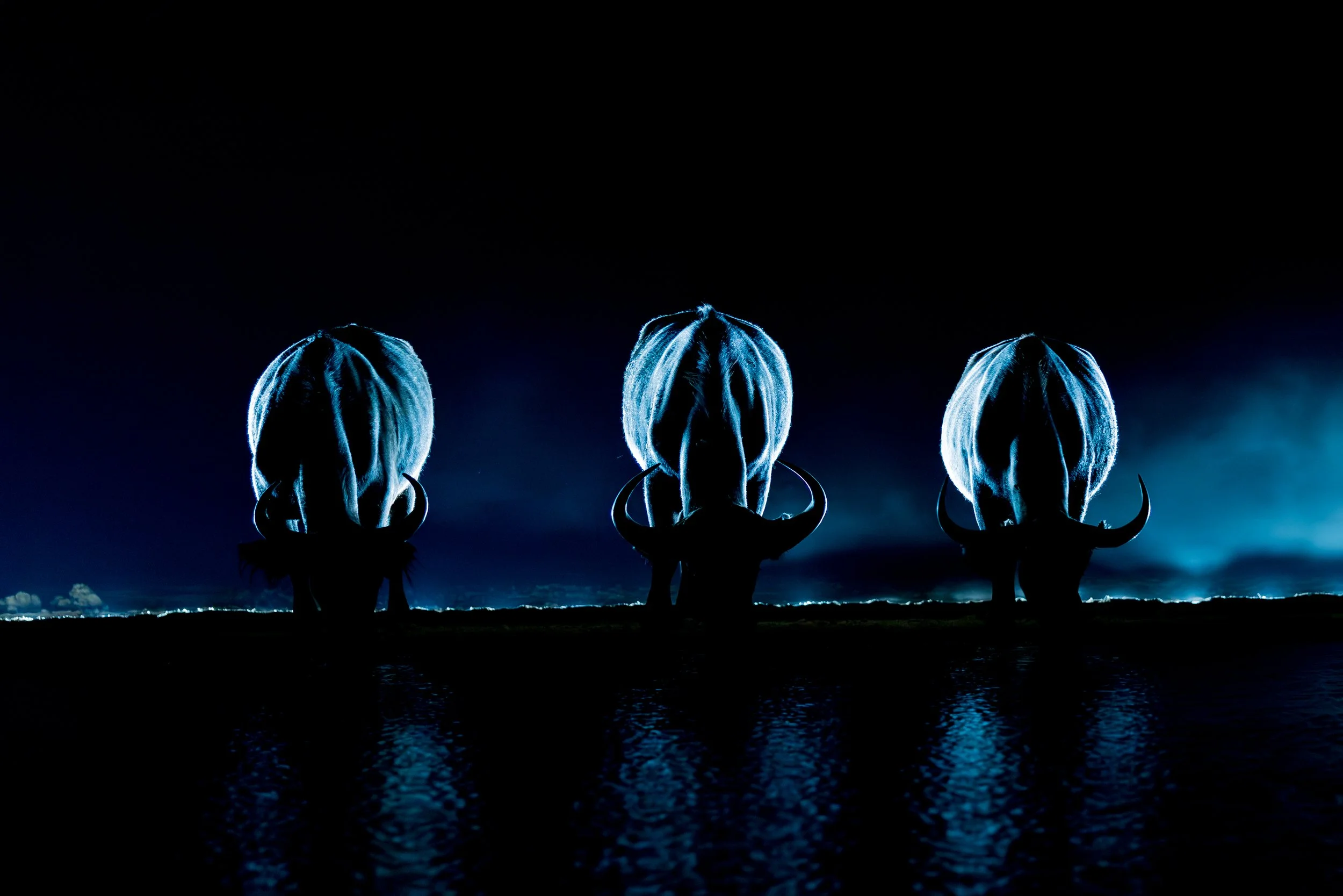 Three glowing, neon-blue animal skulls with long, curved horns, reflected on a dark water surface at night under a dark sky.