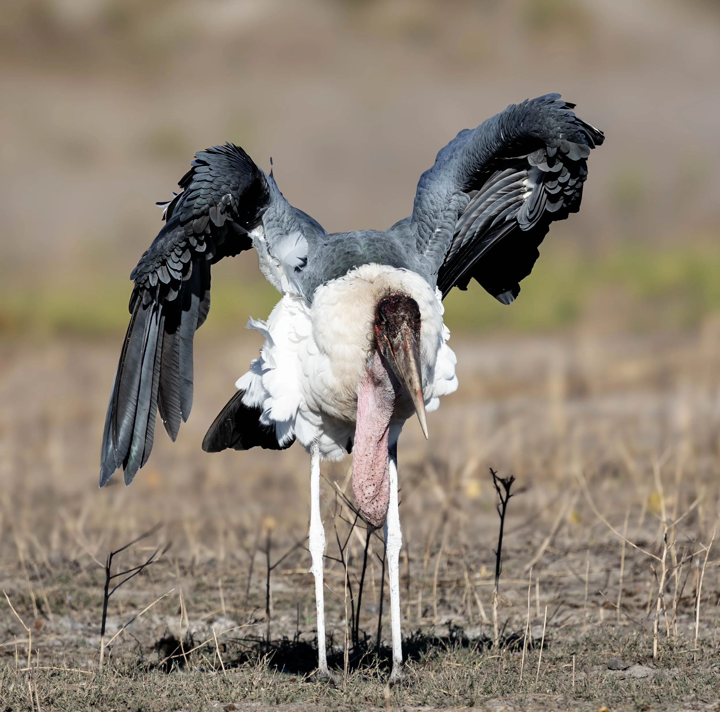 A dead bird with its wings spread out, standing upright on the ground in a natural outdoor setting.