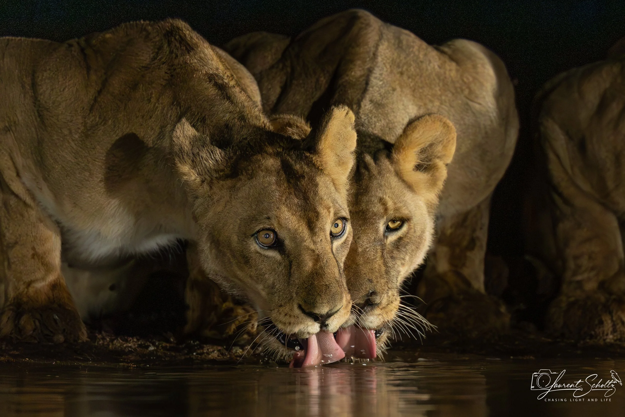 A group of lions drinking water from a river or pond at night with dark surroundings.