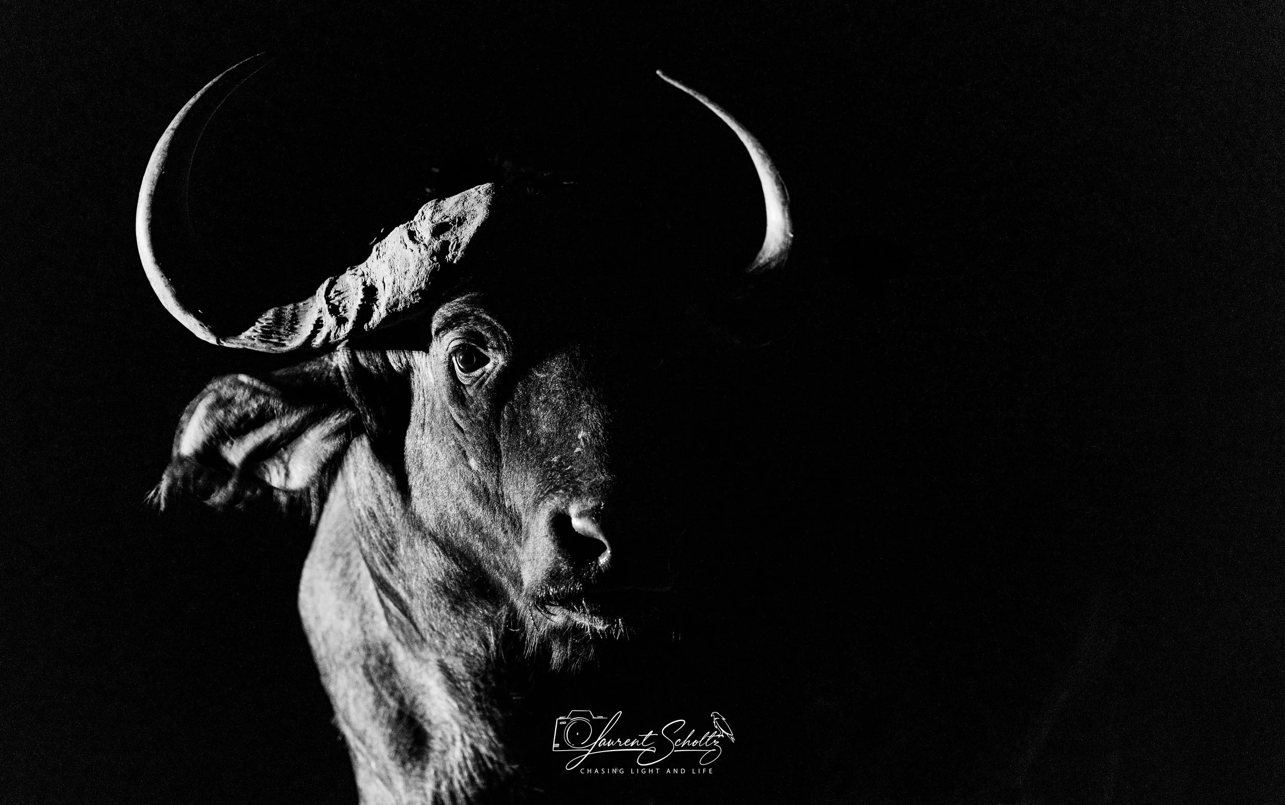 Black and white photograph of a wildebeest with large curved horns, looking to the side, against a dark background.