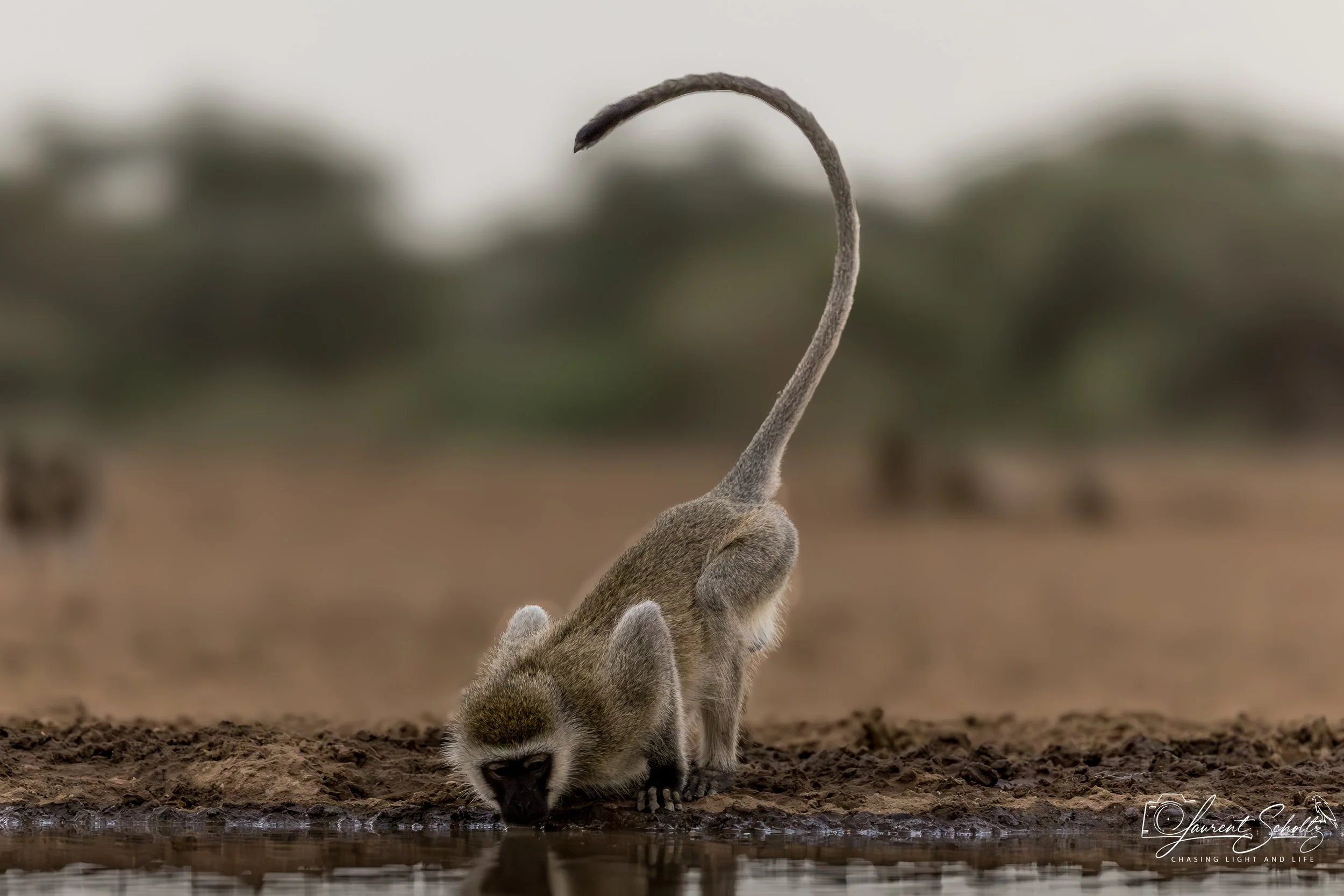 A young baboon drinking water from a shallow pond surrounded by soil and blurry background trees.