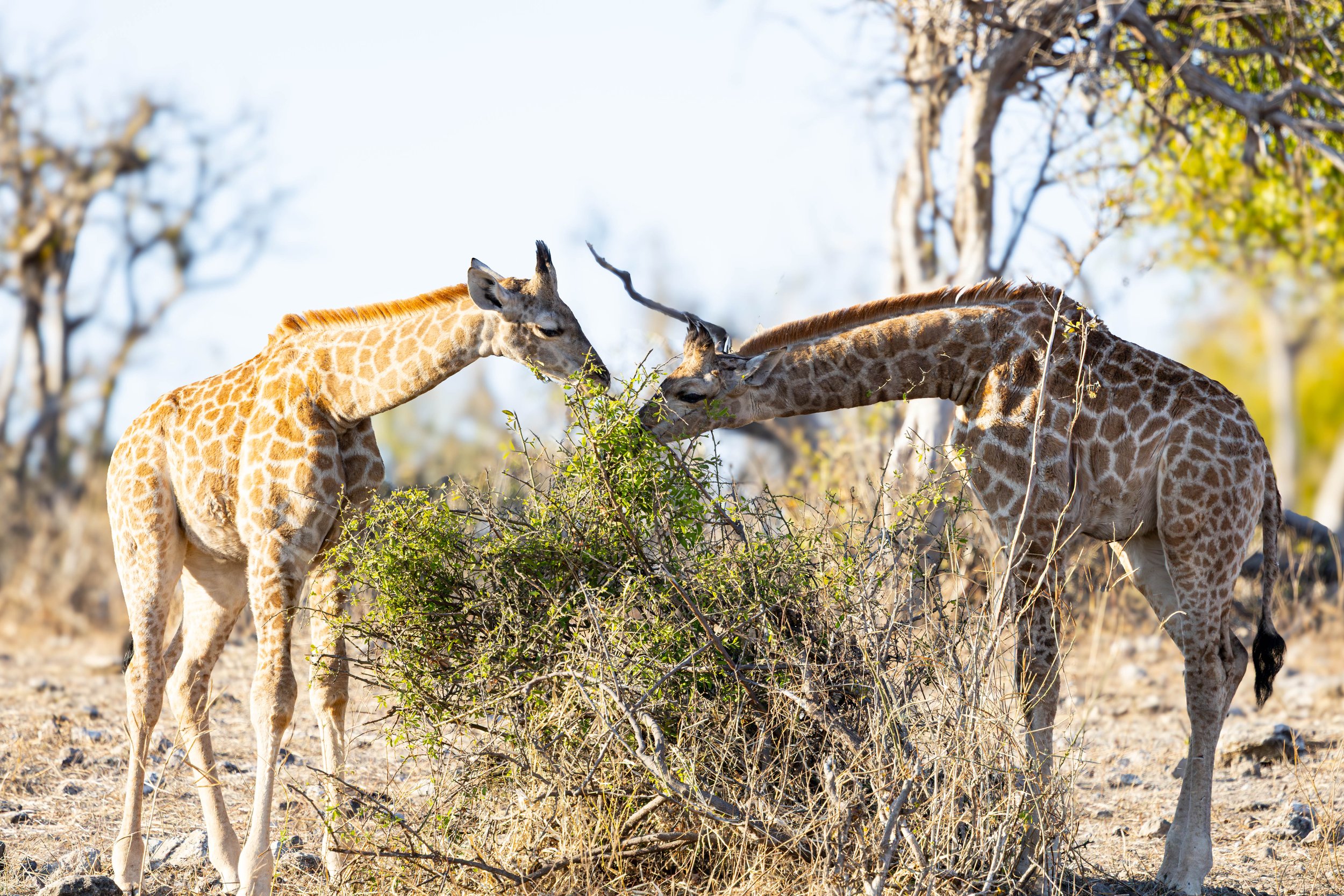 Two giraffes feeding on leafy branches in a dry savannah landscape with trees and bushes.