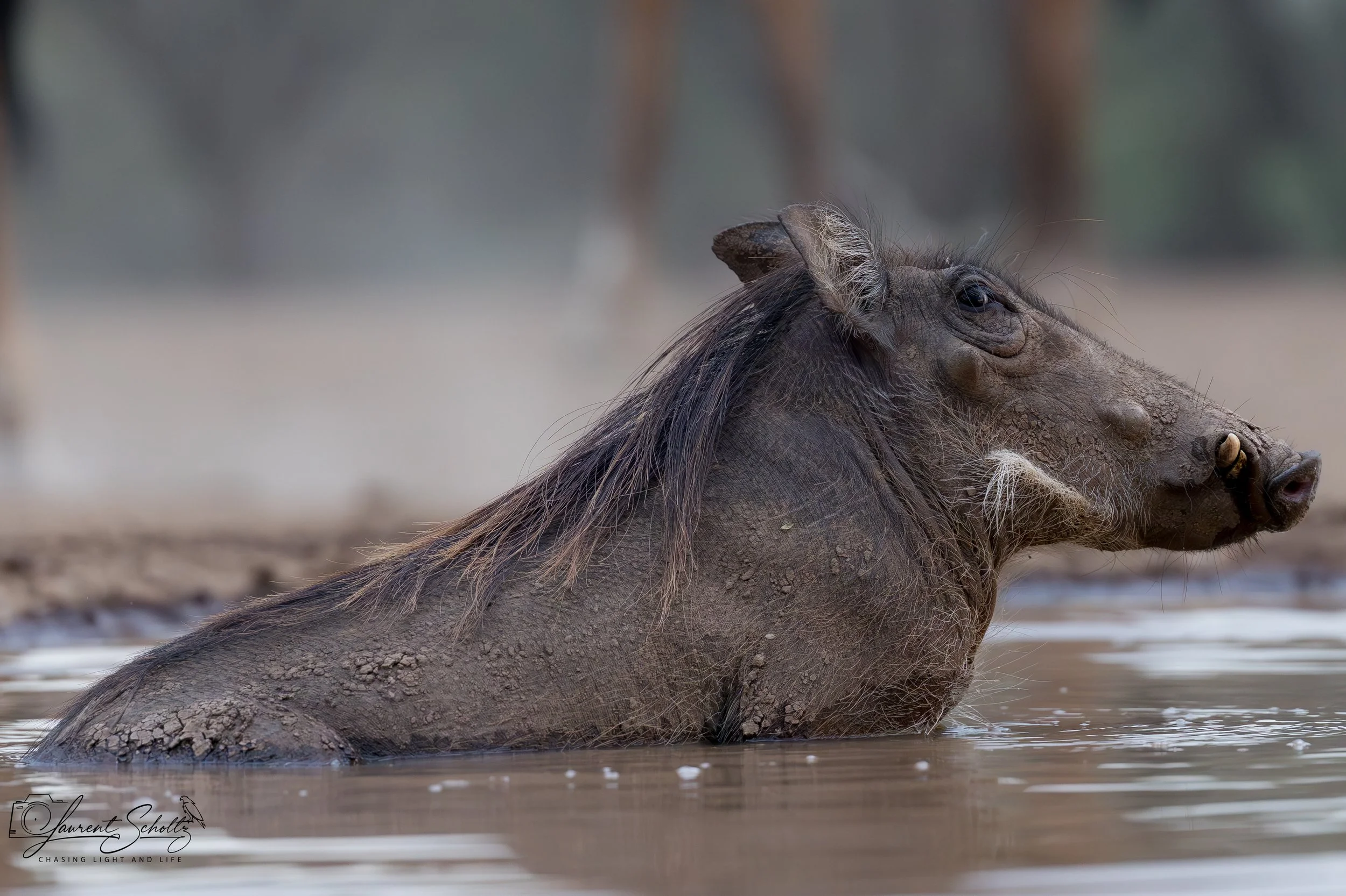 A mud-covered warthog resting in a shallow body of water with its eyes closed.
