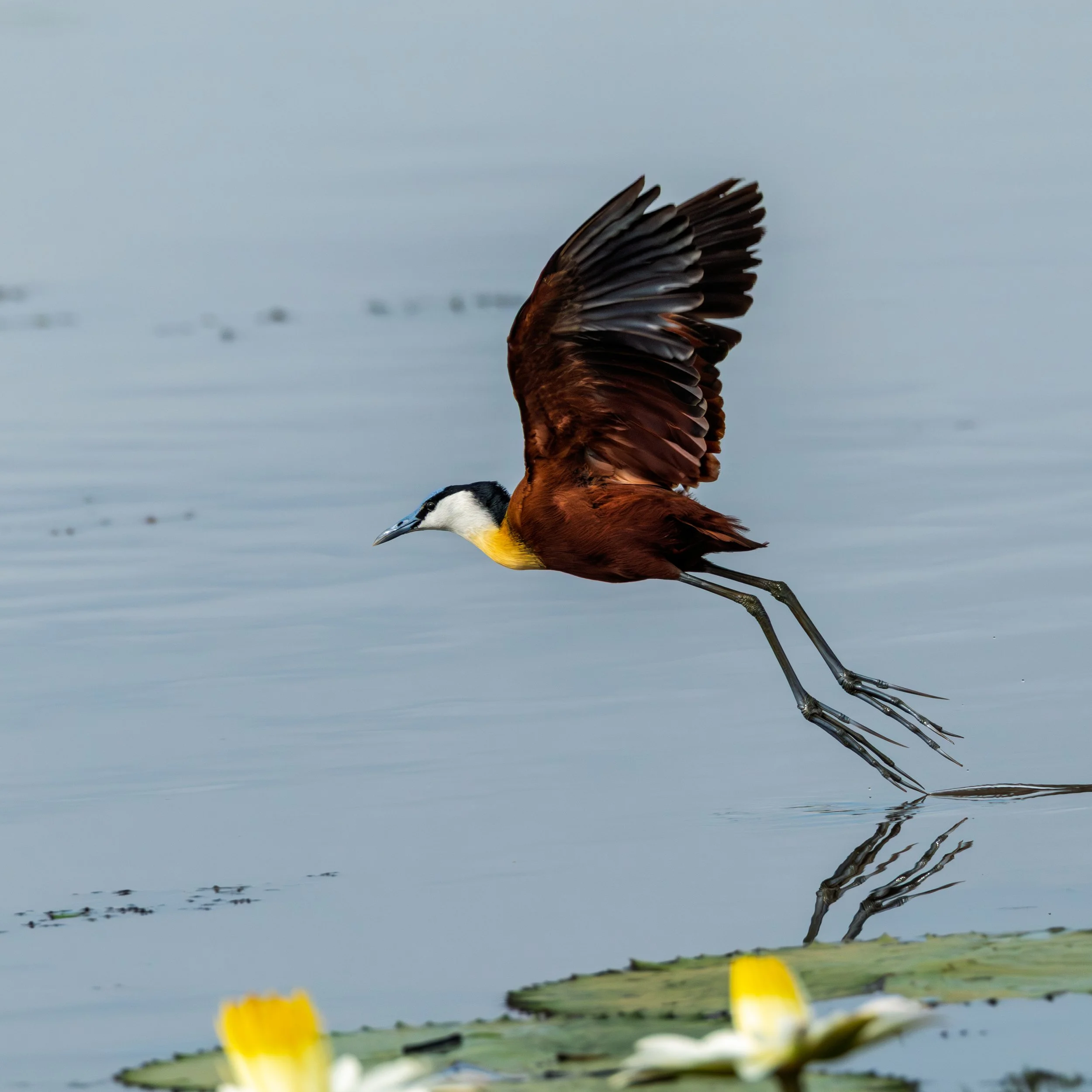 An african jacana with brown and black wings flying over a body of water with lily pads.