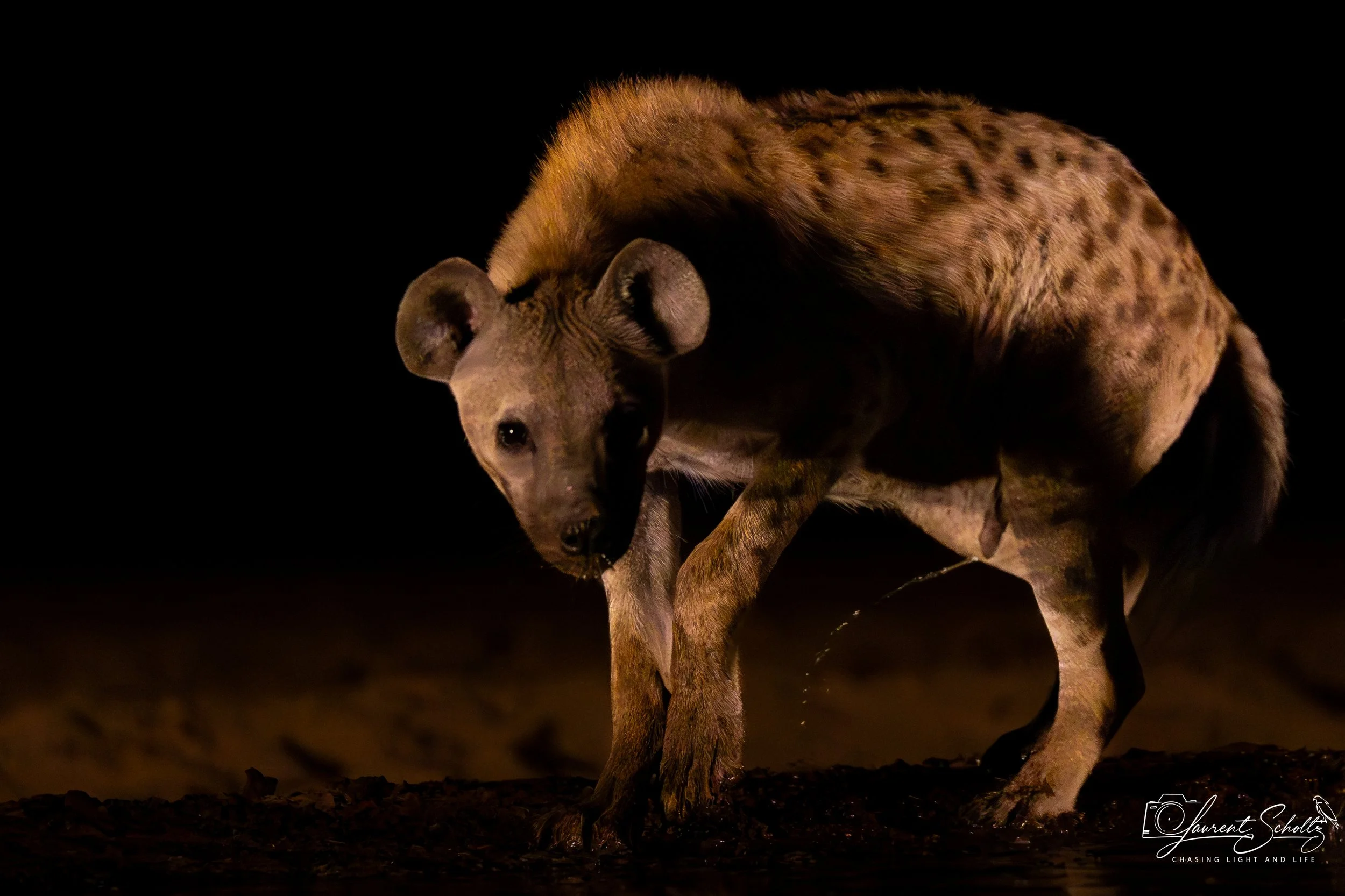 A hyena standing on dark ground at night, with a black background and minimal lighting highlighting its face and fur.