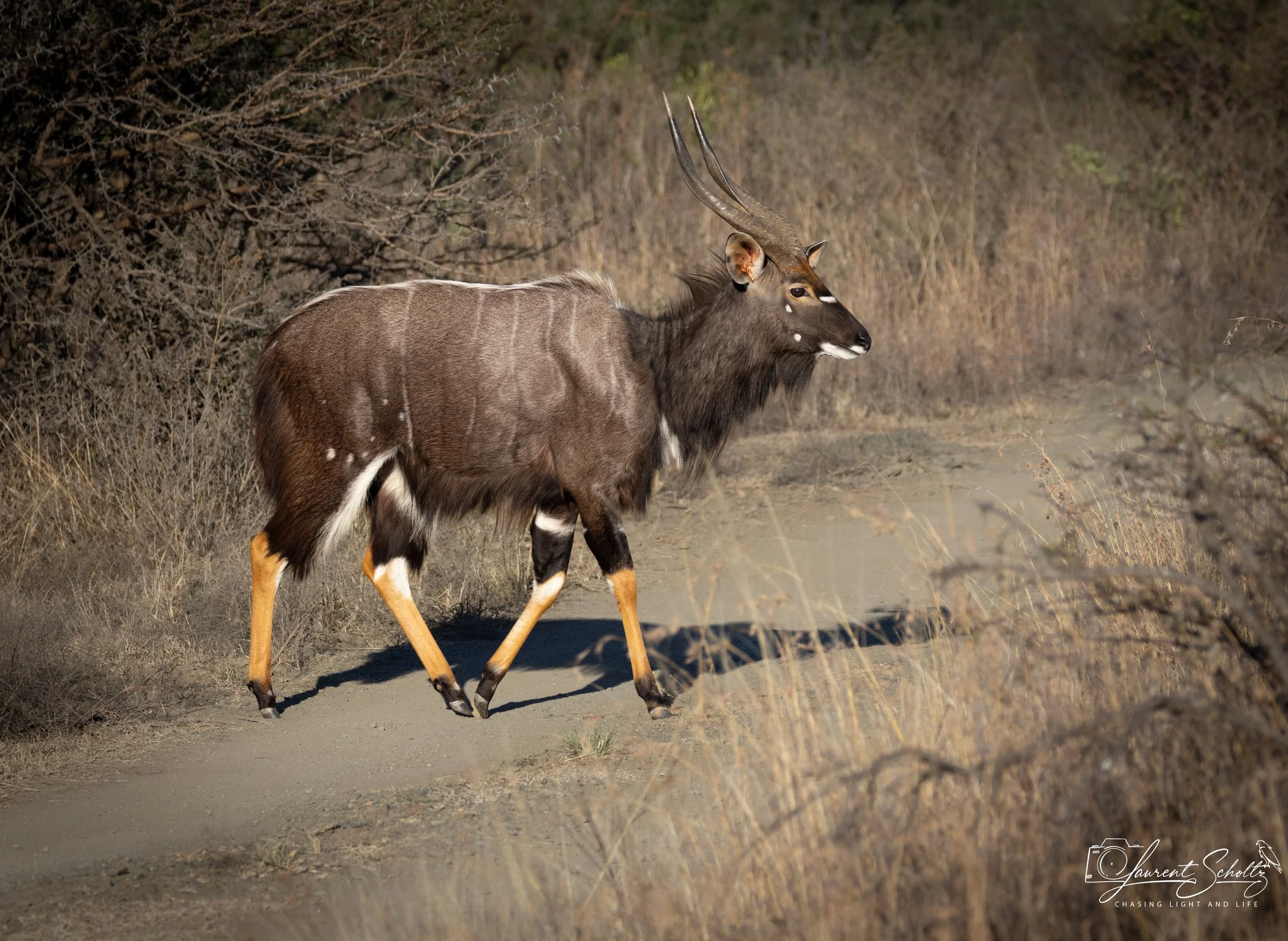 A male Nyala antelope walking on a dirt trail through a dry, bushy landscape with brown grass, bushes, and sparse trees.