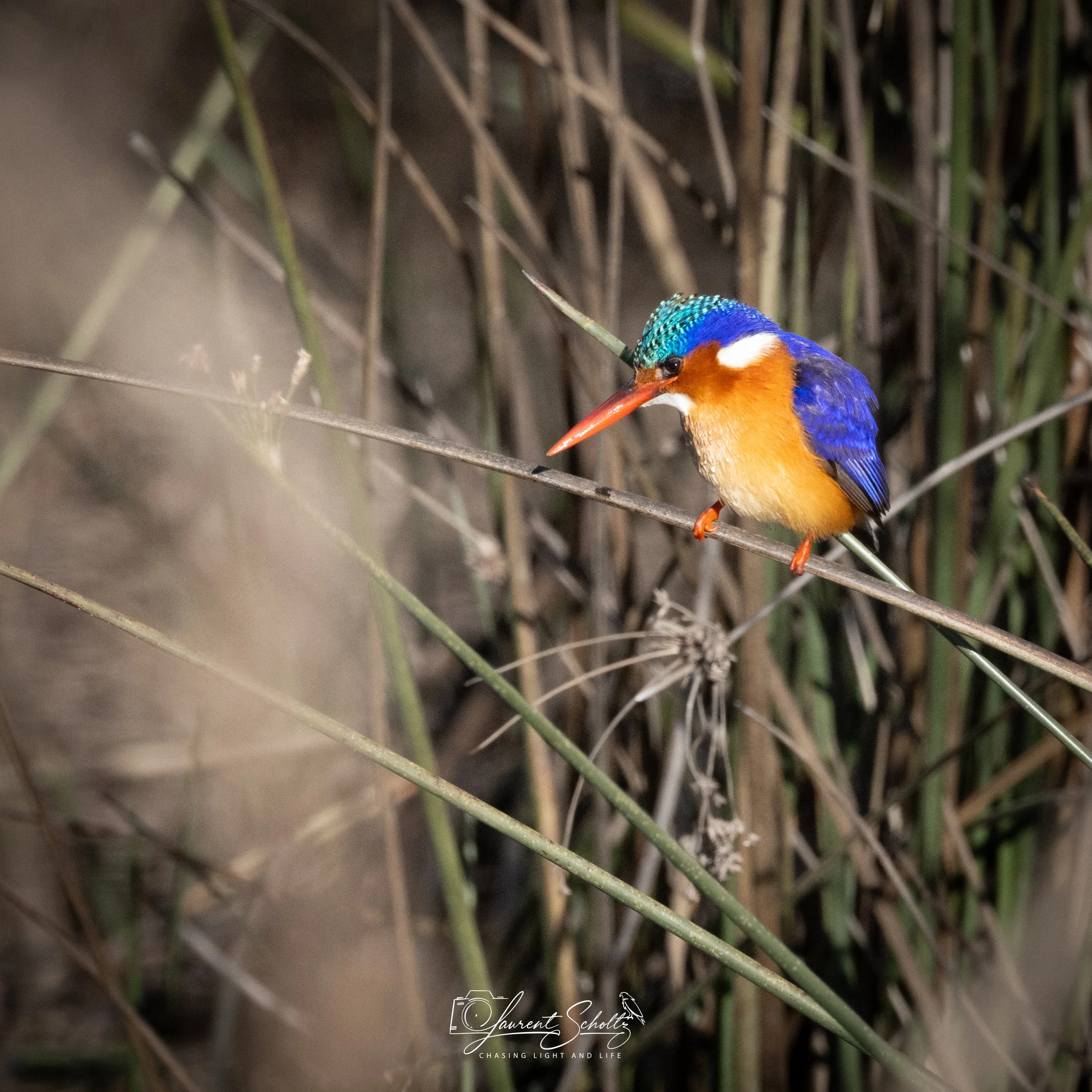 A colorful malachite kingfisher bird perched on a branch among tall grass or reeds.