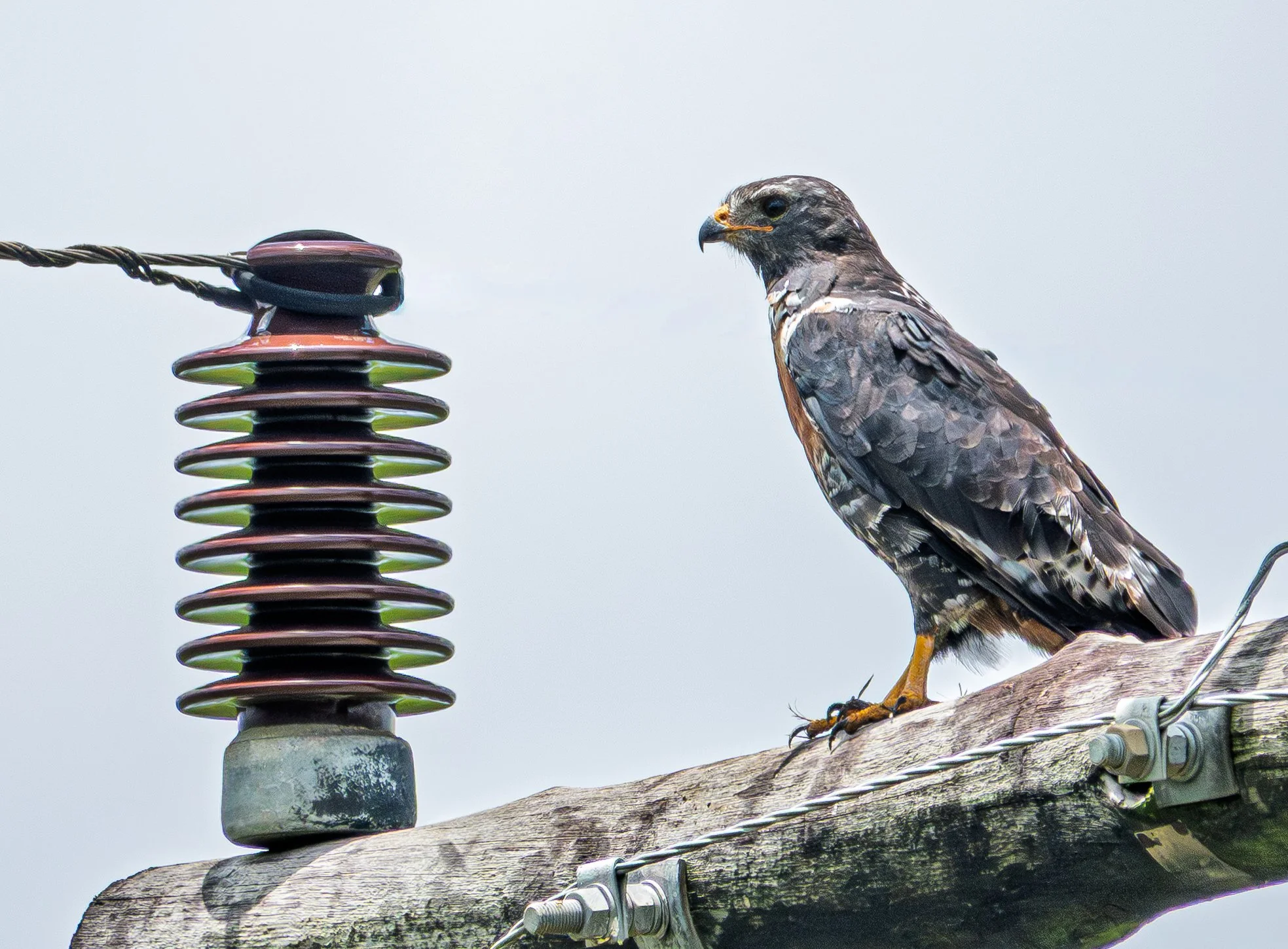 A hawk perched on a power line near electrical insulator with a blue sky background.