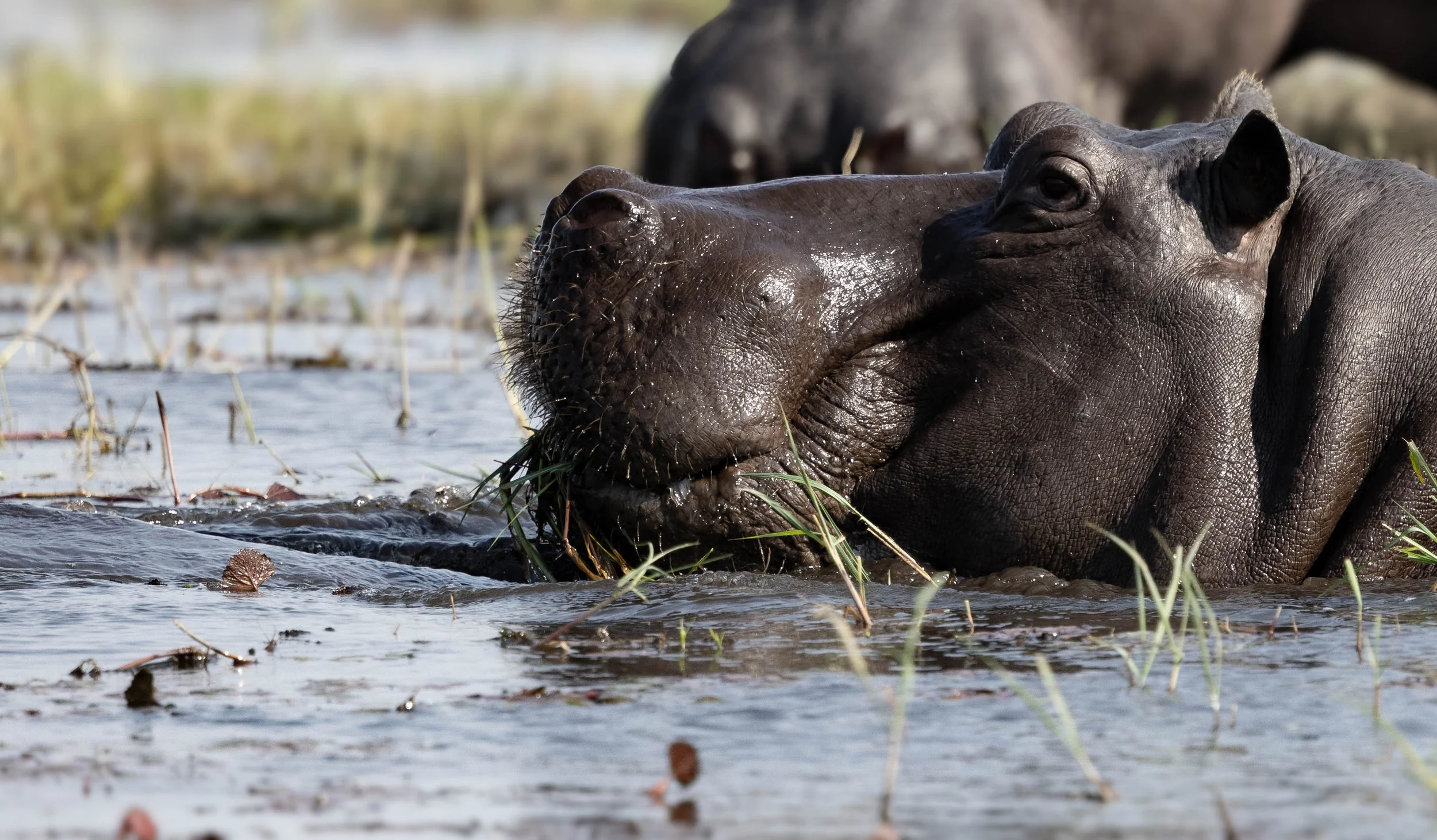 A close-up of a hippopotamus submerged in water, with its head partially above the surface, surrounded by aquatic plants.