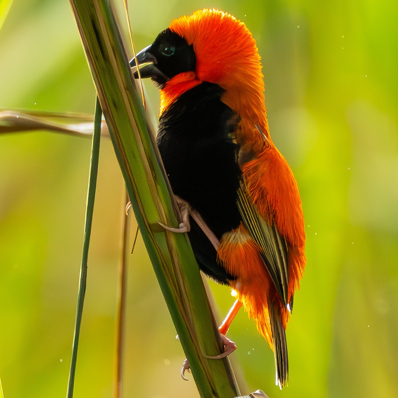 A brightly colored red bishop with red and   black feathers perched on a green reed stem.