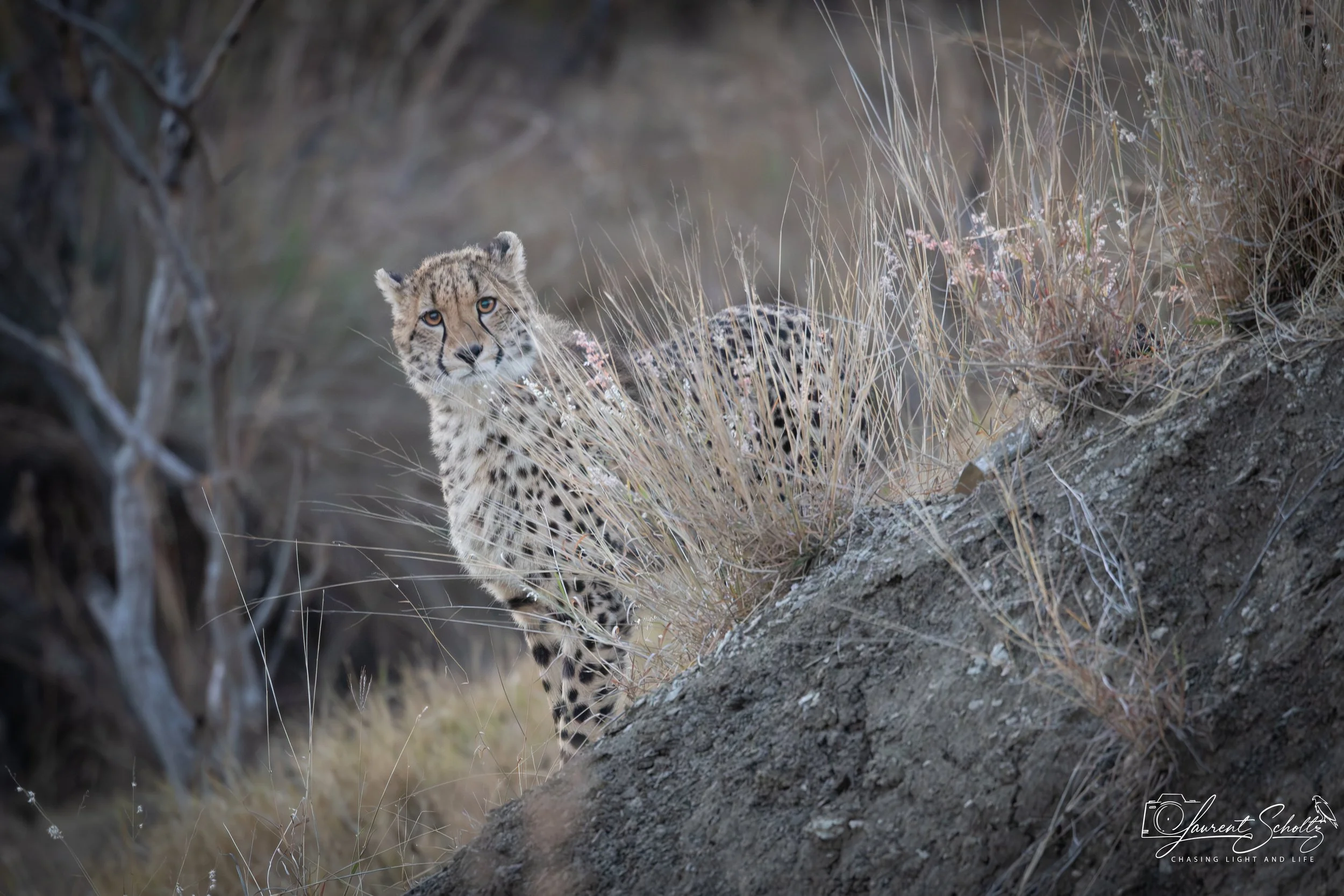 A young cheetah sitting among dry grass and bushes in a natural habitat, looking directly at the camera.