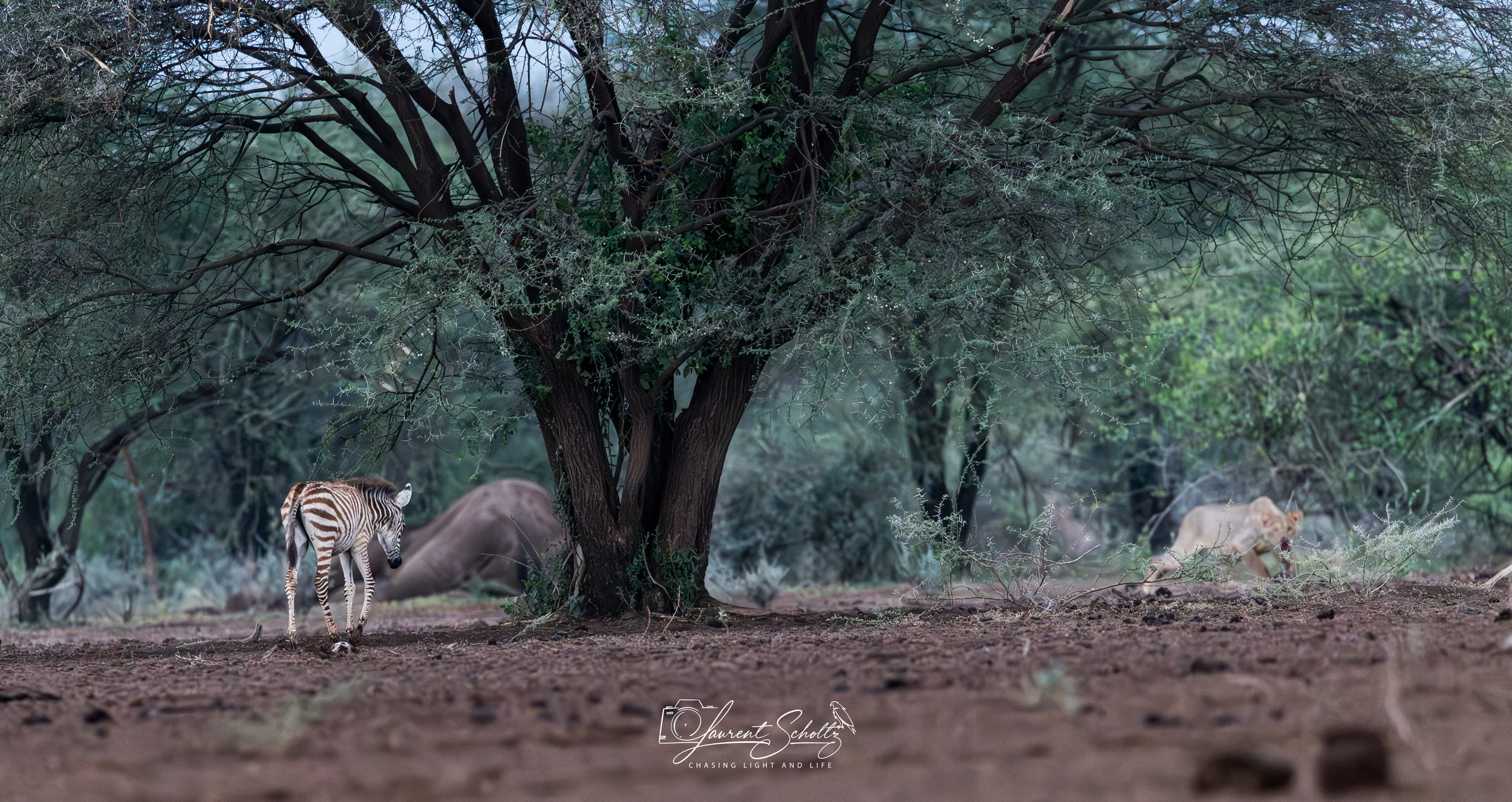 A wildlife scene featuring a zebra in the foreground near a large tree, with other animals including elephants and lions in the background in a natural setting.