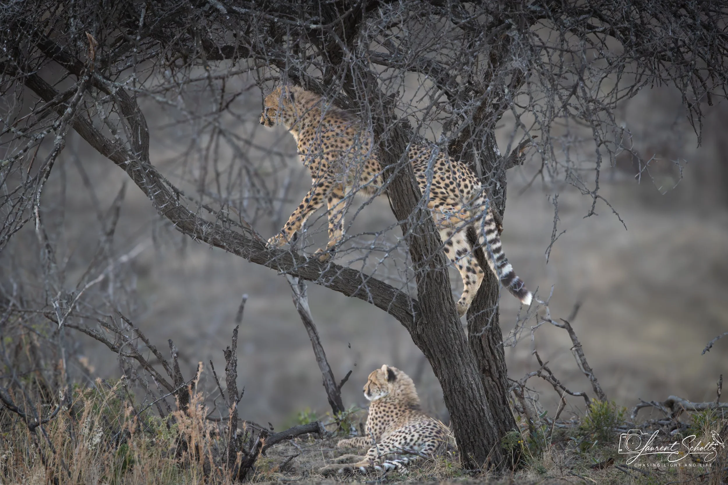 Two cheetahs in a leafless tree with branches, one sitting on a branch and one lying on the ground underneath.
