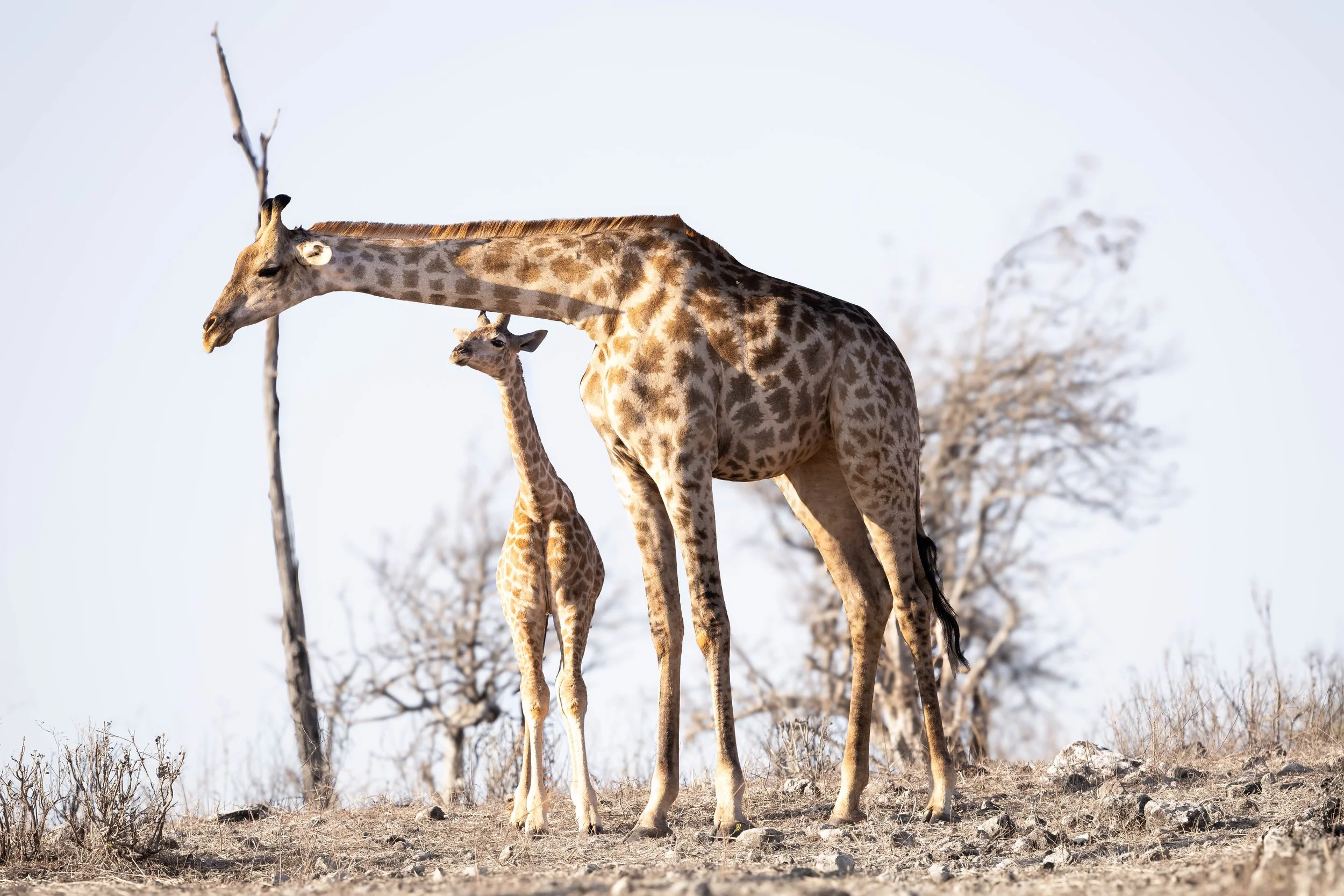 A giraffe and its calf standing in a dry, grassy landscape with leafless trees in the background.