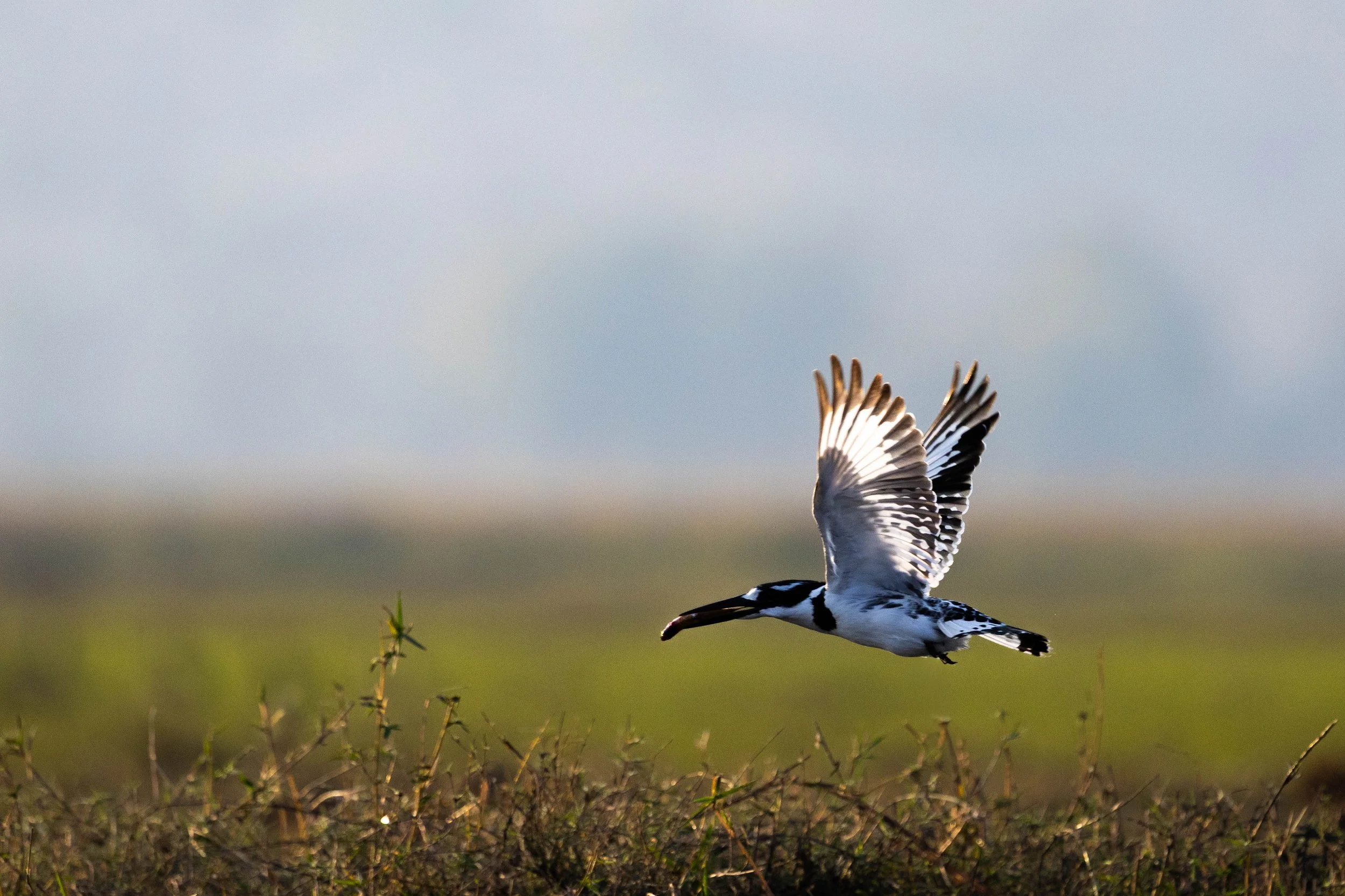 A black and white bird with its wings spread flying just above dry grass and plants in a natural setting.