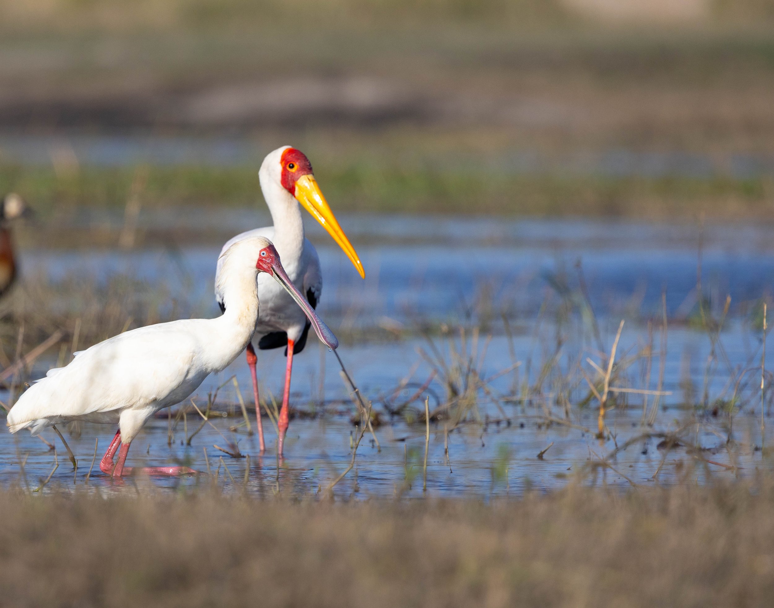 Two storks standing in shallow water with grass and blurred background.